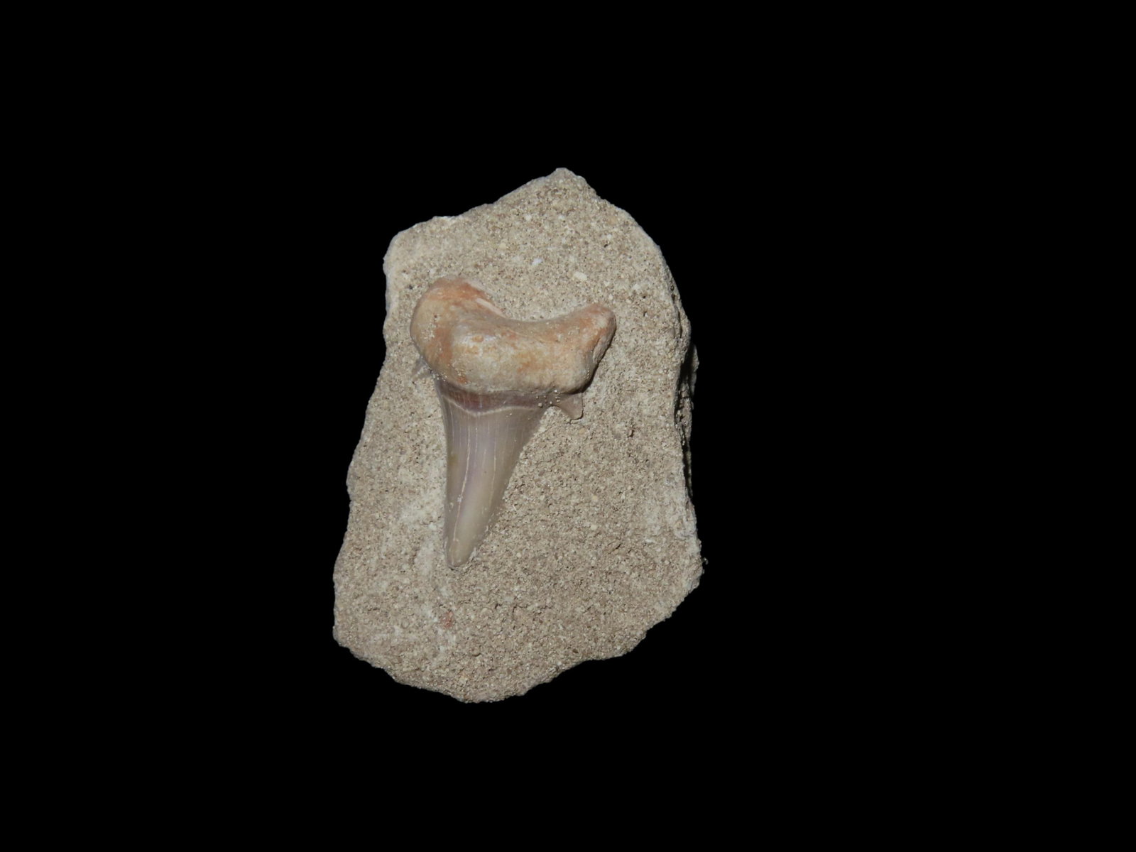 Fossil Shark Tooth Matrix: Fossil Shark Tooth Matrix
