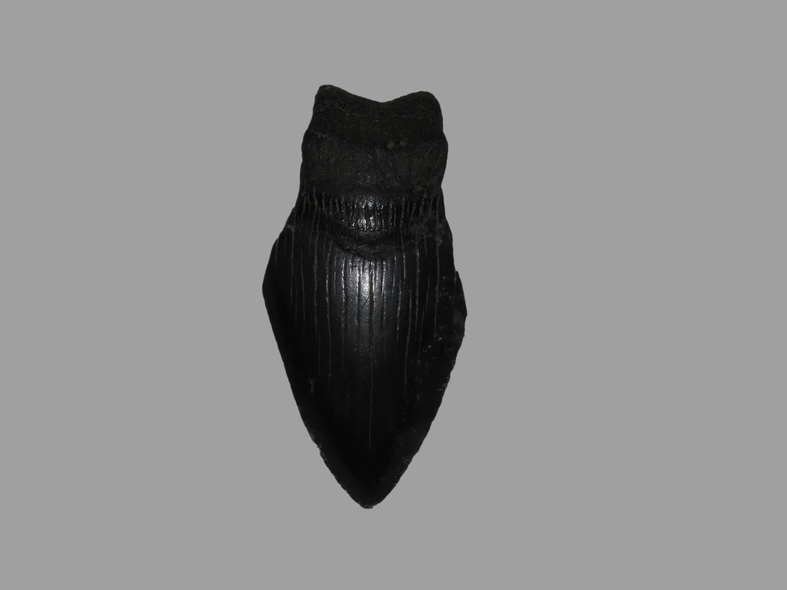 3 3/8" Megalodon Fossilized Sharks Tooth, South Carolina (1 of 6)