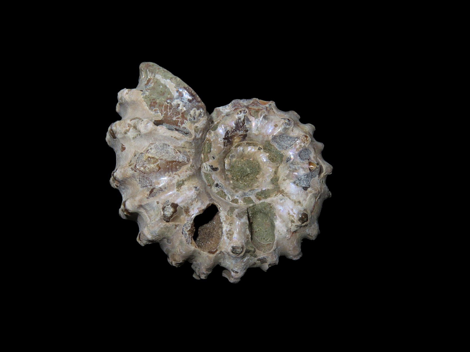 Tractor Ammonite Fossil, Douvilleiceras, Mid-Late Cretaceous: Tractor Ammonite Fossil, Douvilleiceras, Mid-Late Cretaceous