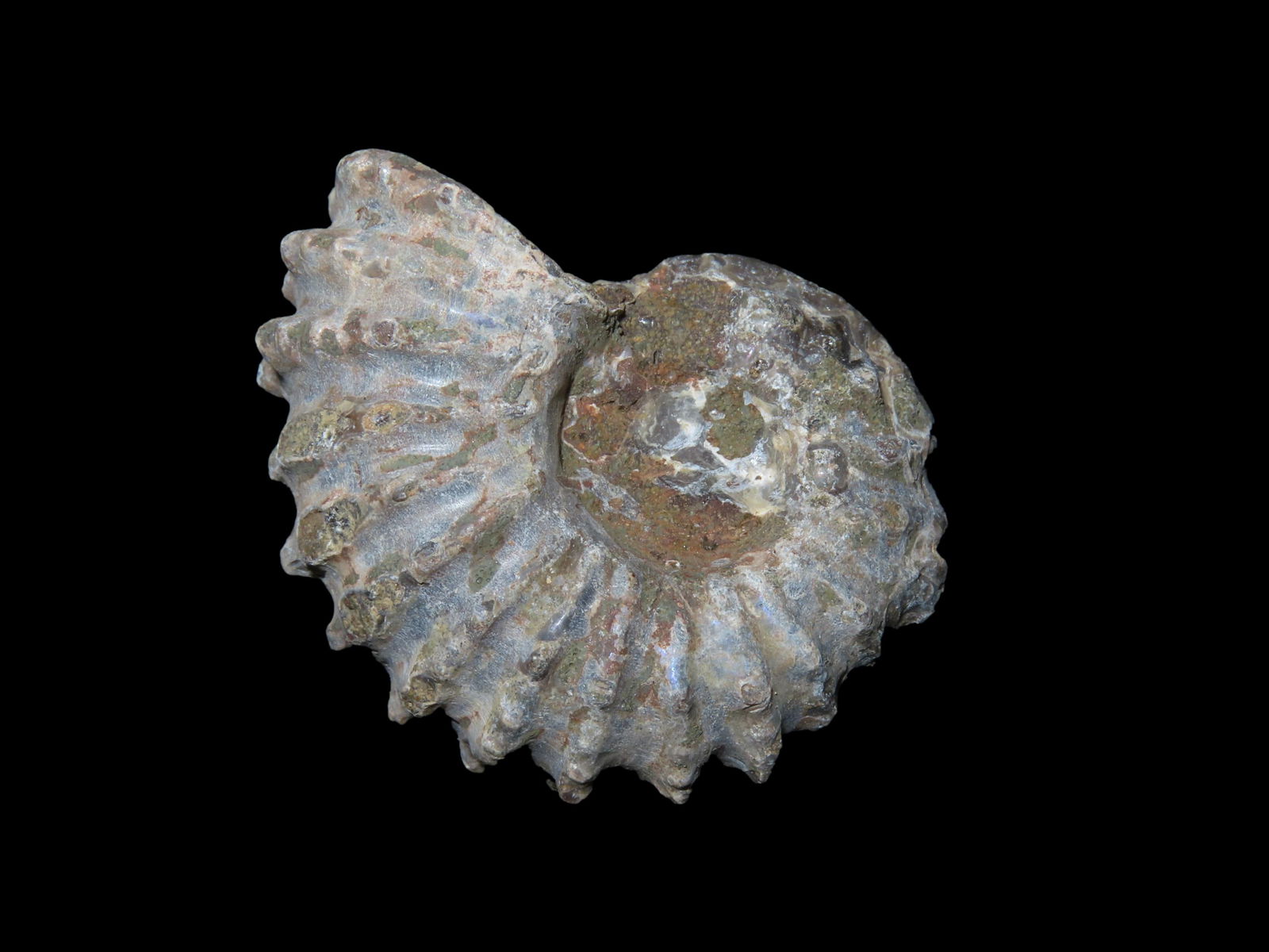 Tractor Ammonite Fossil, Douvilleiceras, Mid-Late Cretaceous: Tractor Ammonite Fossil, Douvilleiceras, Mid-Late Cretaceous