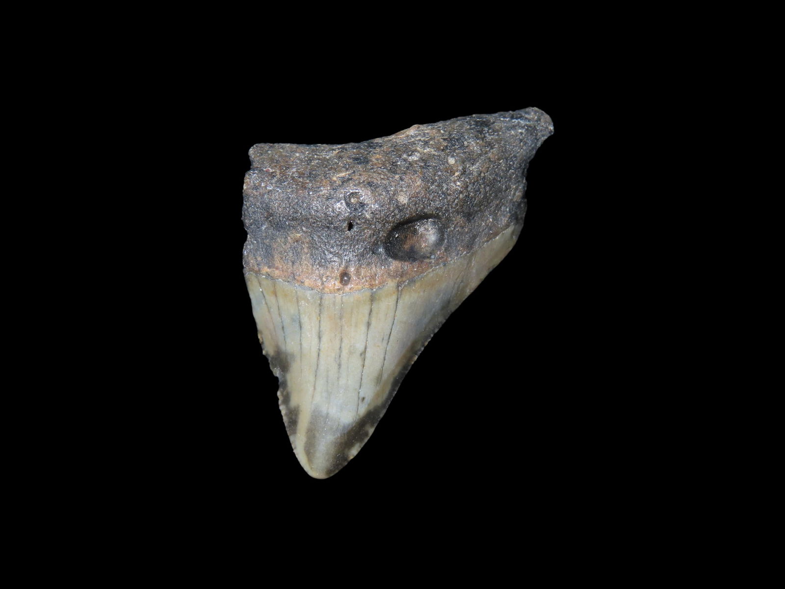 1.948" Long Megalodon Shark Tooth Fossil, Found off the coast of Florida, Dionsaur Era (1 of 4)