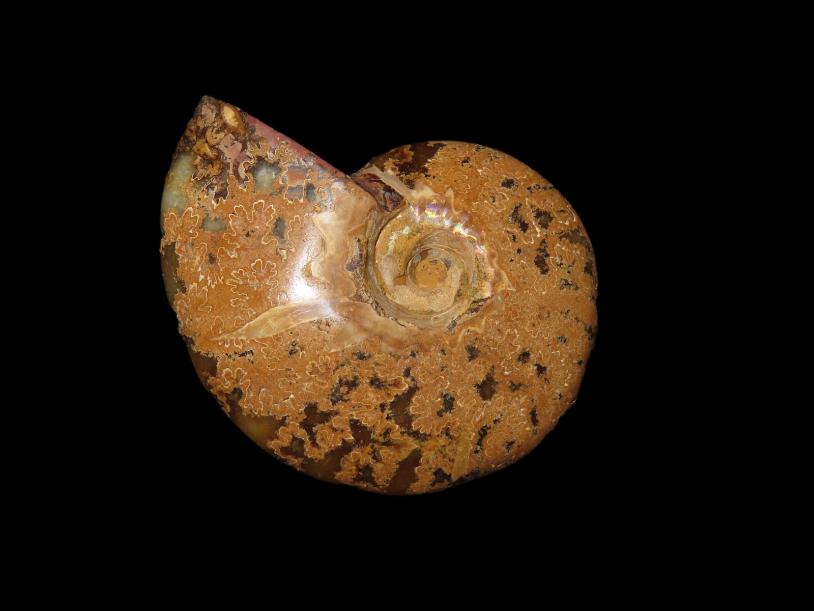 Highly Polished Ammonite Fossil, Irridecent with Striking Colors (1 of 4)