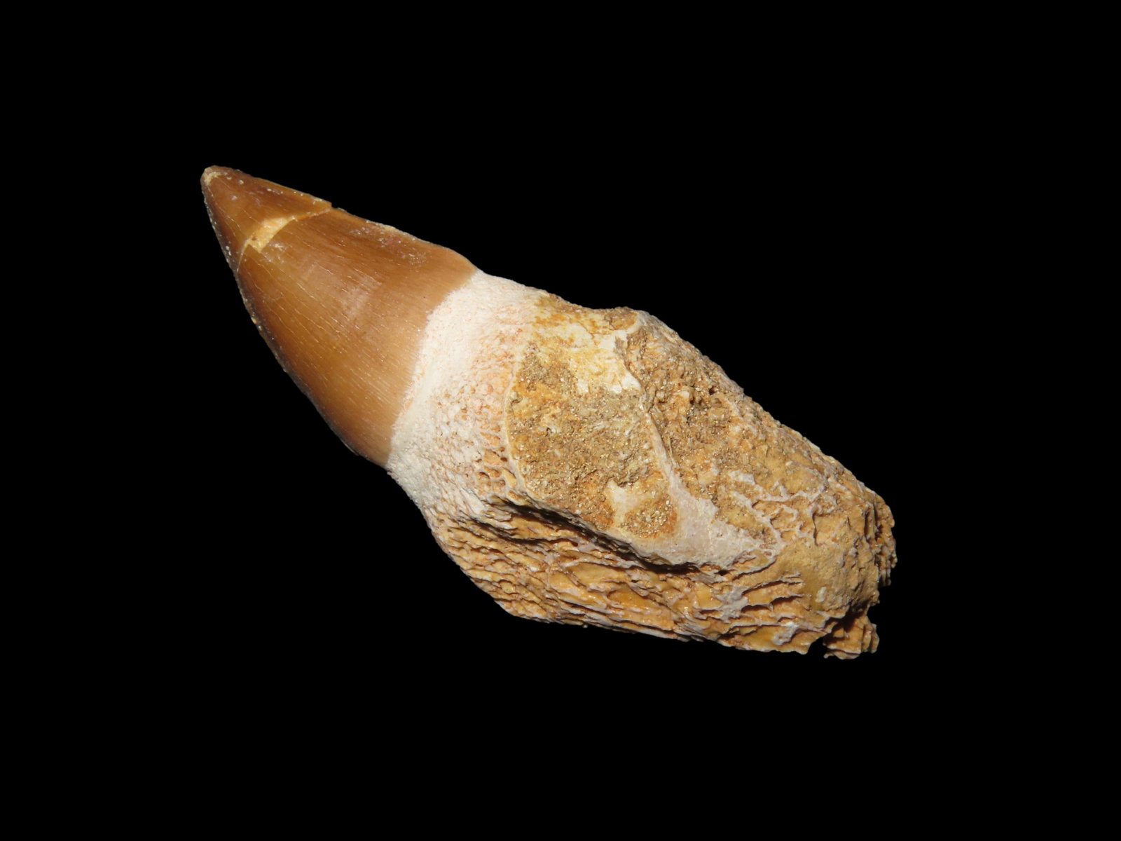 Mosasaurus Dinosaur Tooth, 66 Million Years old Morocco: Mosasaurus Dinosaur Tooth, 66 Million Years old Morocco