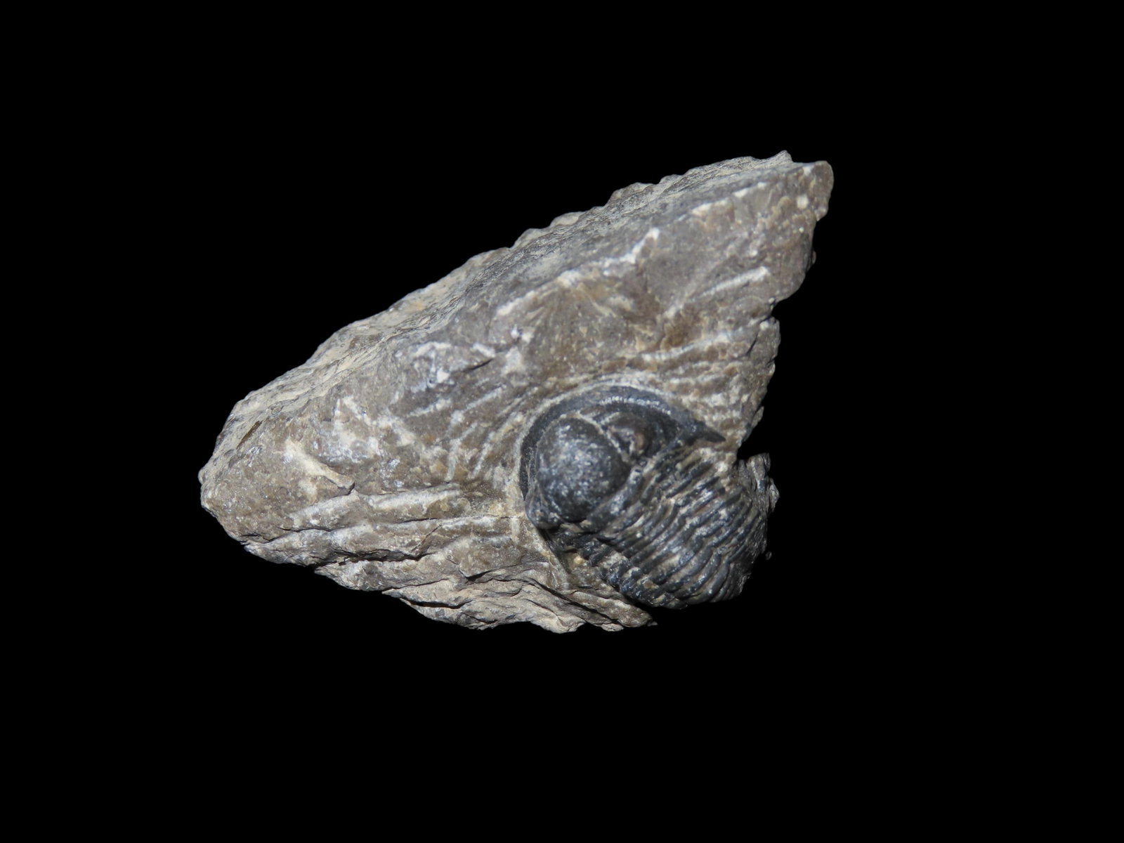 Fossil Trilobite Proetida in Matrix, 500 Million Years Old (1 of 5)