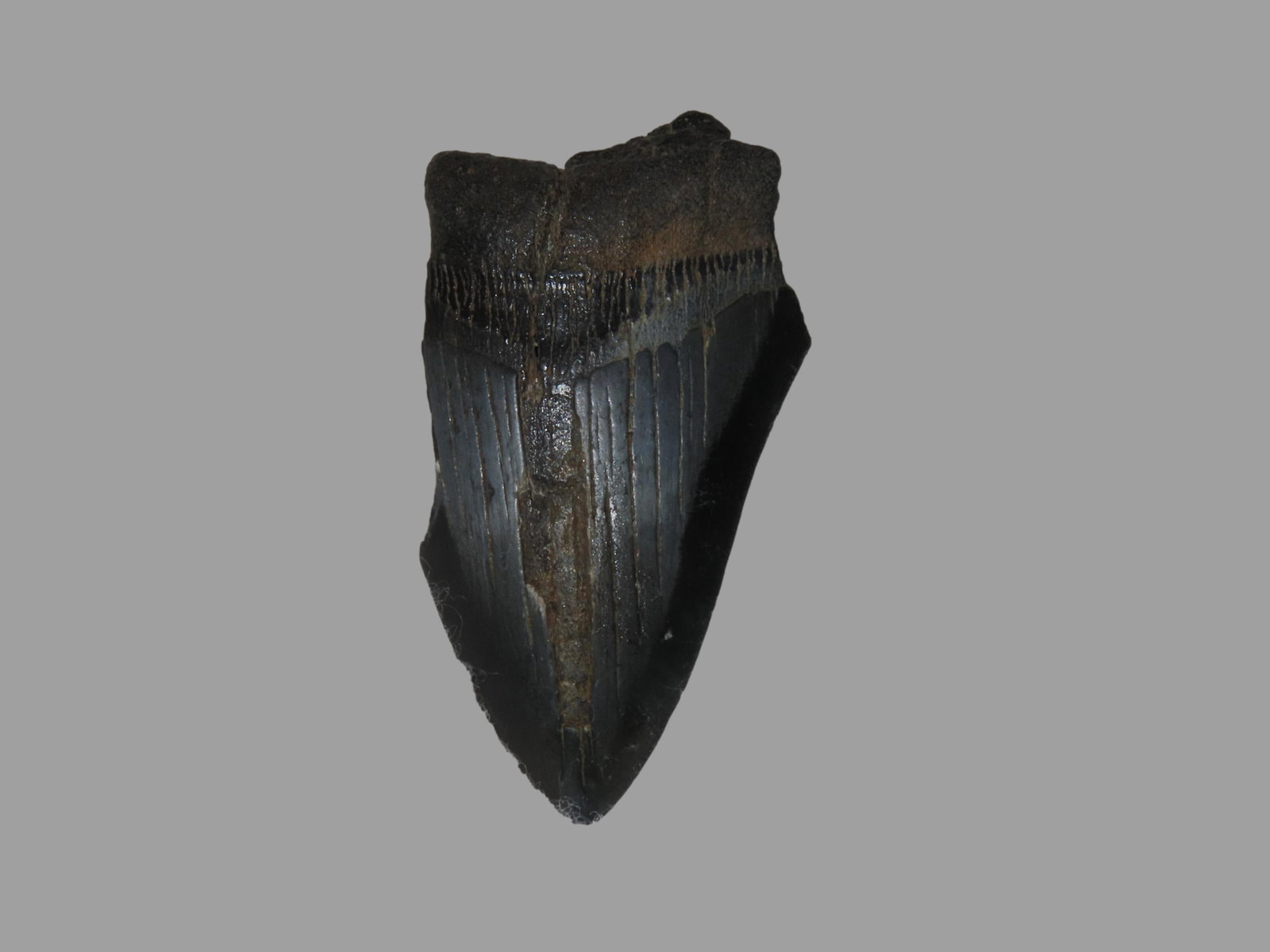 3 1/8" Megalodon Shark Tooth (1 of 4)