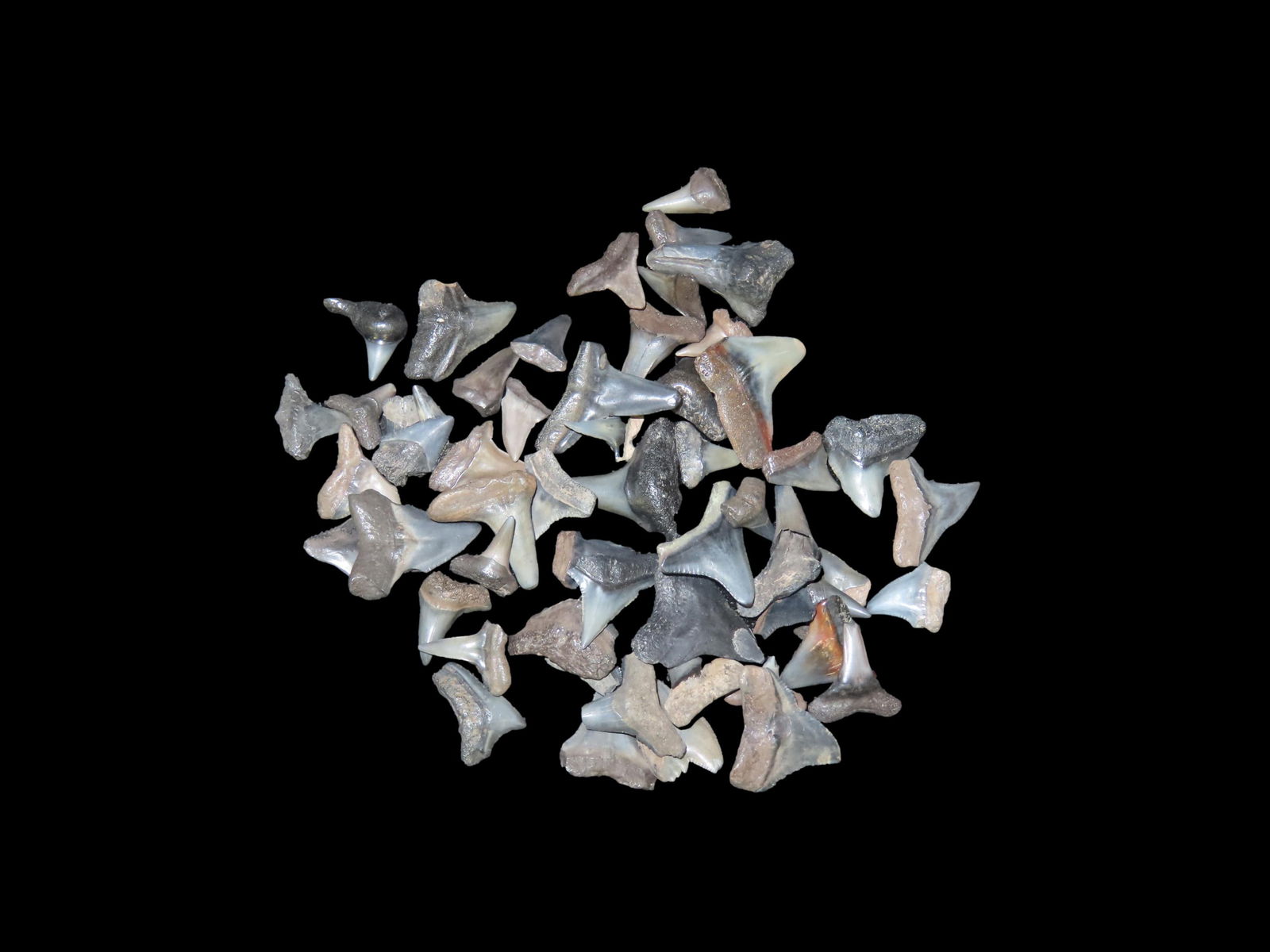 Grouping of Fossil Shark Teeth, Found in Peace River, Arcadia Florida: Grouping of Fossil Shark Teeth, Found in Peace River, Arcadia Florida