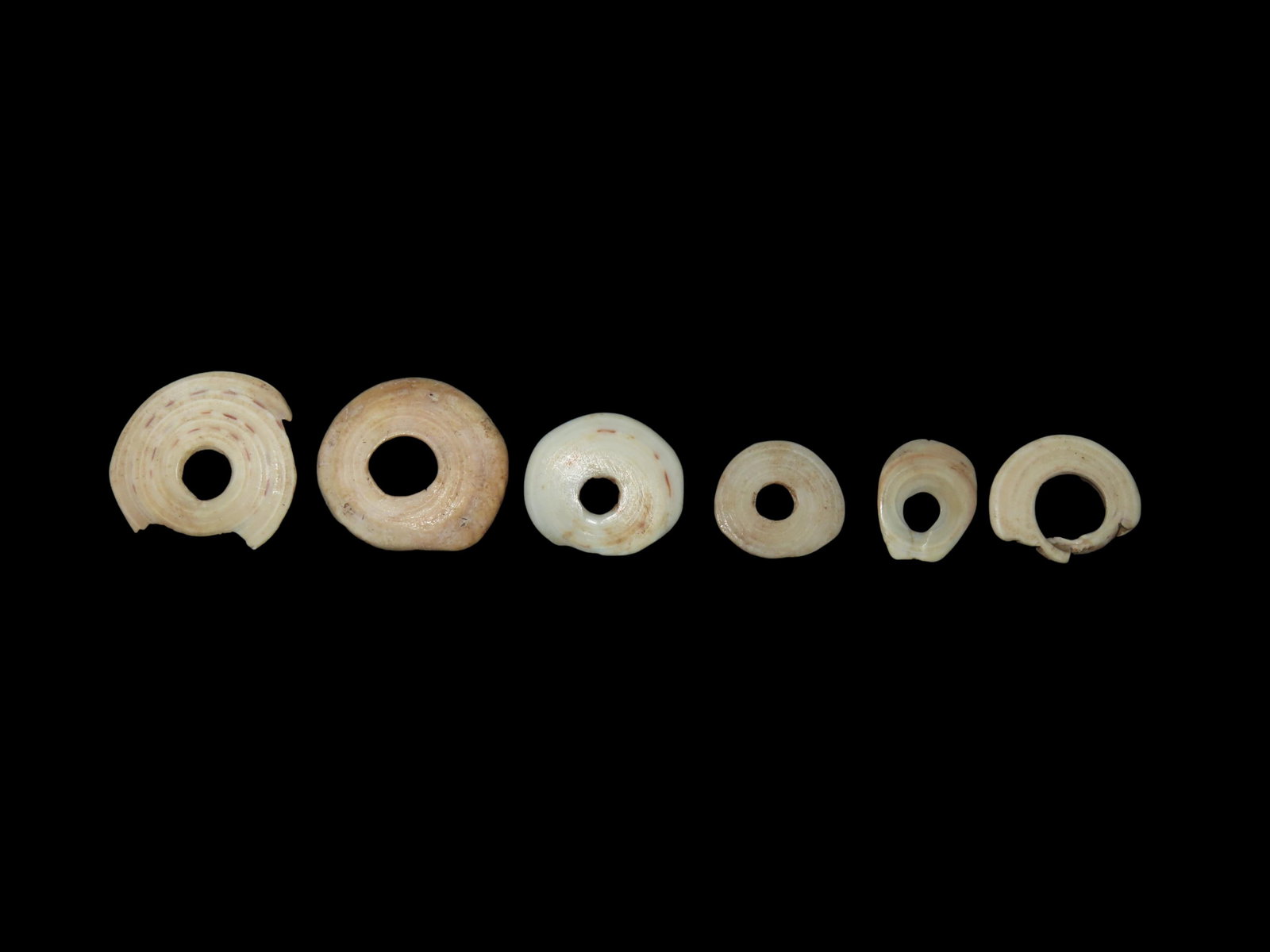 Set of 6 Yua Wenga / Conus Currency Shell Rings, Papua New Guinea 1700s - 1800s: Set of 6 Yua Wenga / Conus Currency Shell Rings, Papua New Guinea 1700s - 1800s