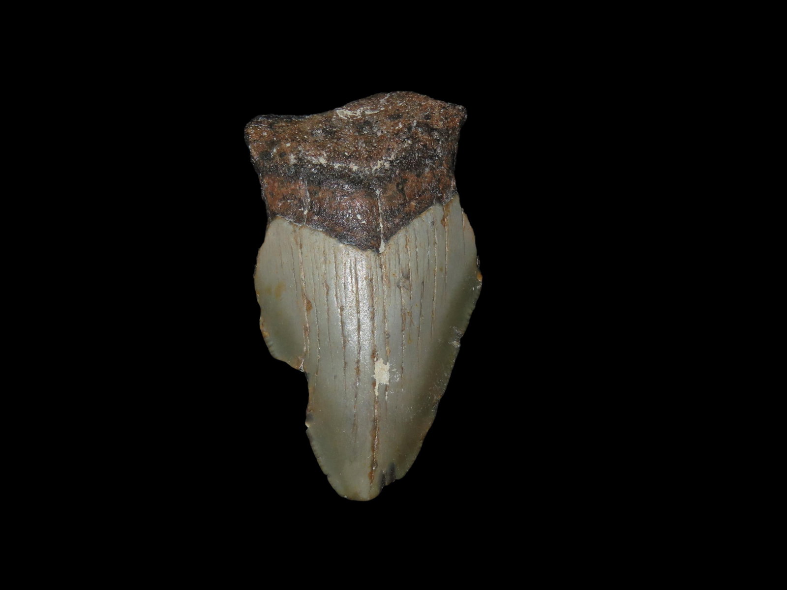 2 5/8" Megalodon Shark Tooth Fossil, Found off the Coast of Florida, Dinosaur Era, 23 to 3.6 MYO (1 of 4)