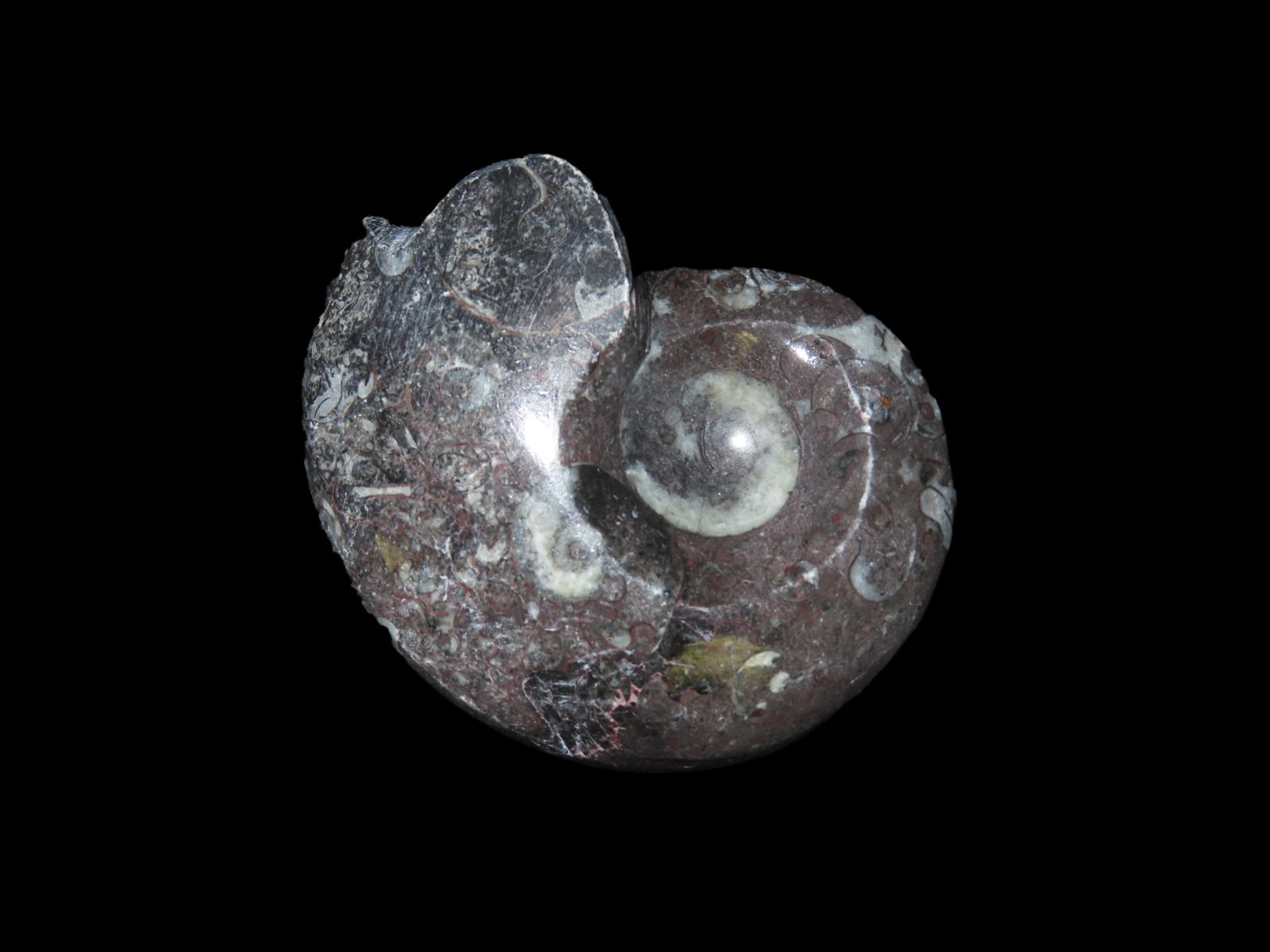 Polished Ammonite Fossil: Polished Ammonite Fossil