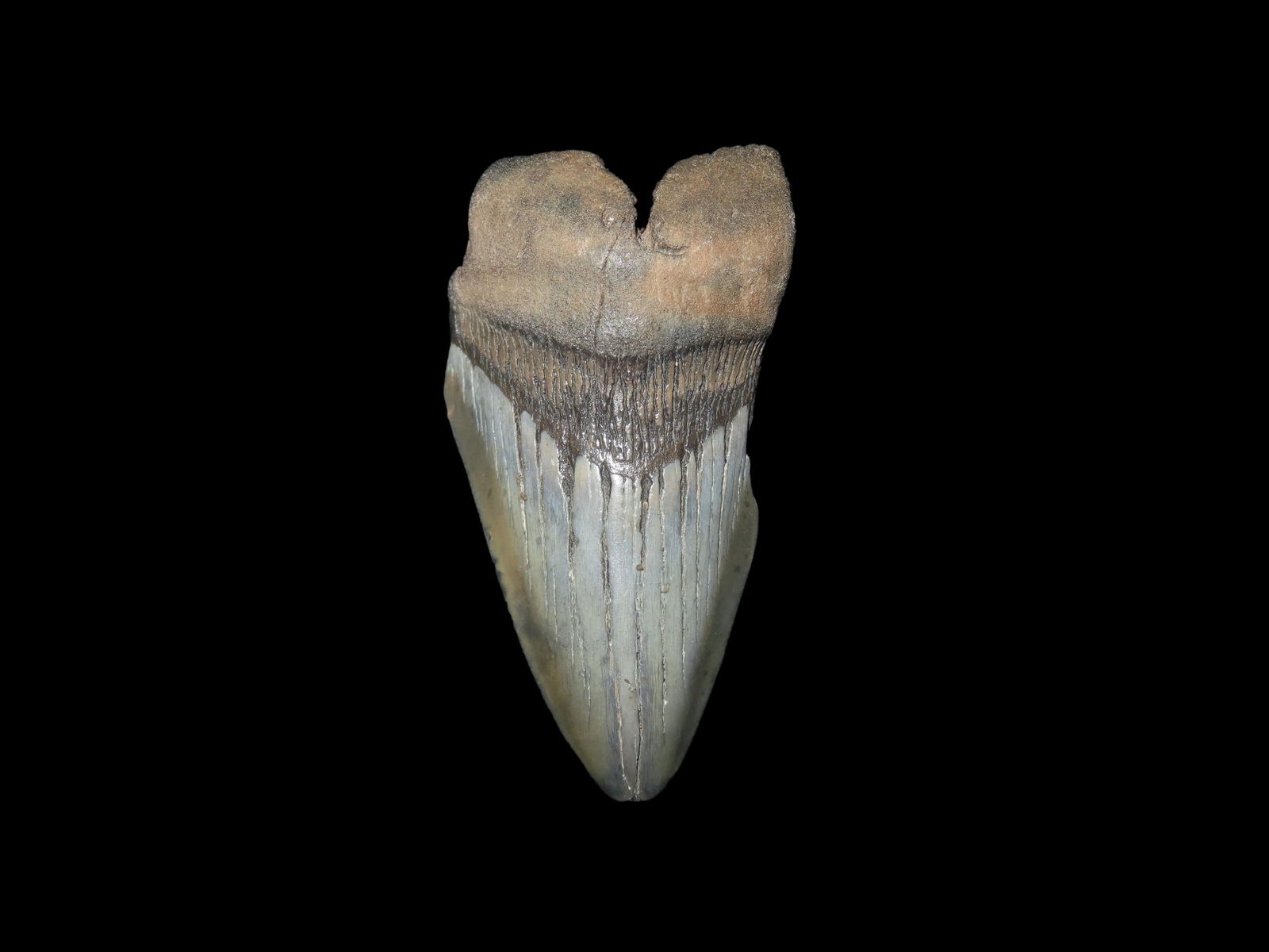 3 1/4" Megalodon Fossilized Shark Tooth, South Carolina: 3 1/4" Megalodon Fossilized Shark Tooth, South Carolina