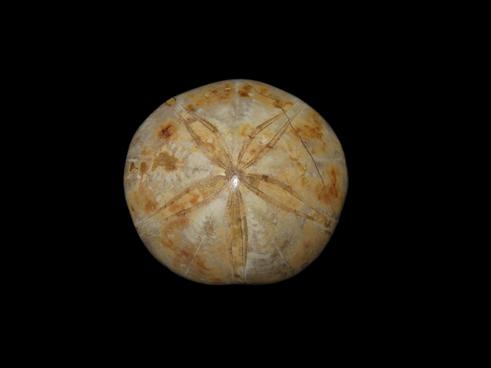 Sea Urchin Starfish Fossil, Madagascar, Jurrasic Period 160 MYA (1 of 4)