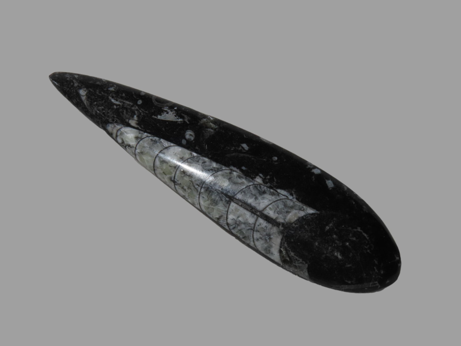 400 Million Years Old Polished Orthoceras Fossil, Devonian Period, Atlas Mountains of Morocco (1 of 6)