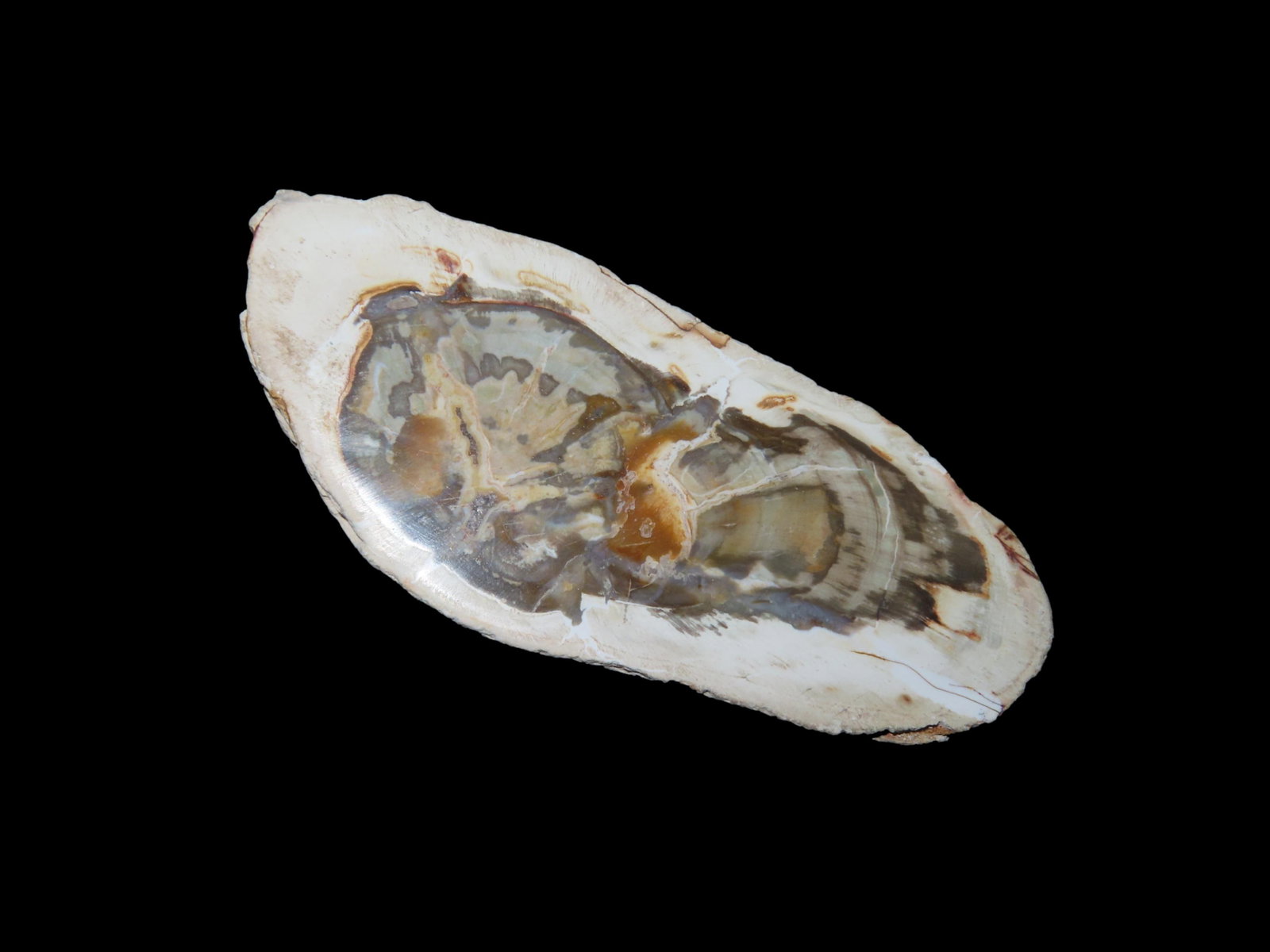 Nice Piece of Petrified Wood, Polished: Nice Piece of Petrified Wood, Polished