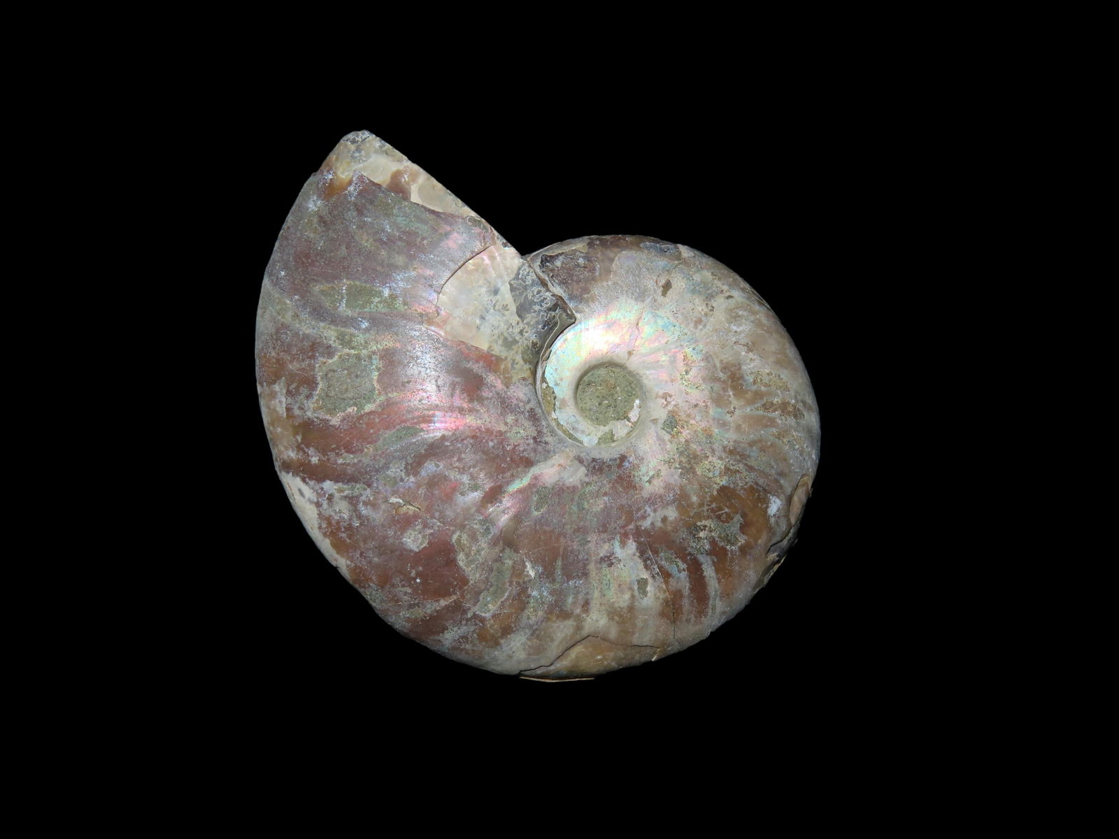 Ammonite Fossil, Found in Madagascar 240-66 Million Years Old, Devonian Period to the Cretaceous (1 of 4)