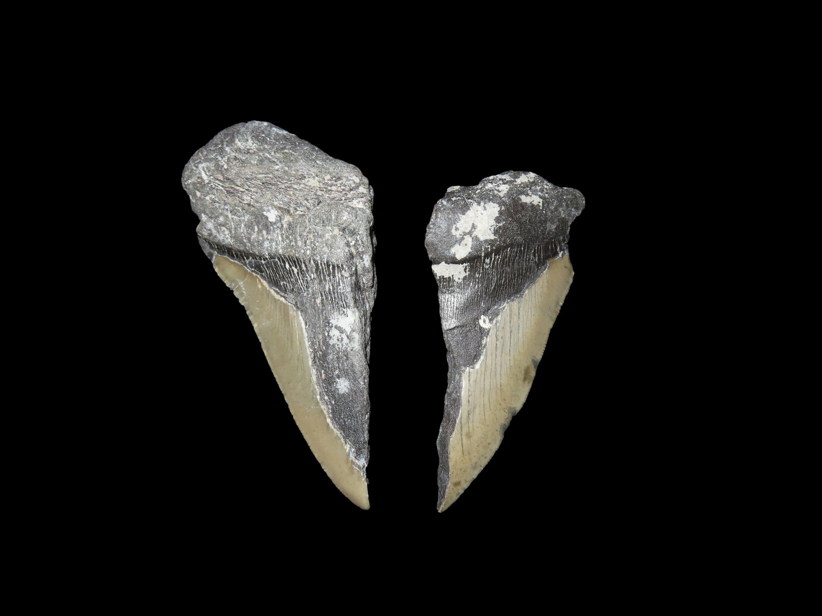Set of 2 Megalodon Shark Teeth Fossils, Found in Florida (1 of 7)