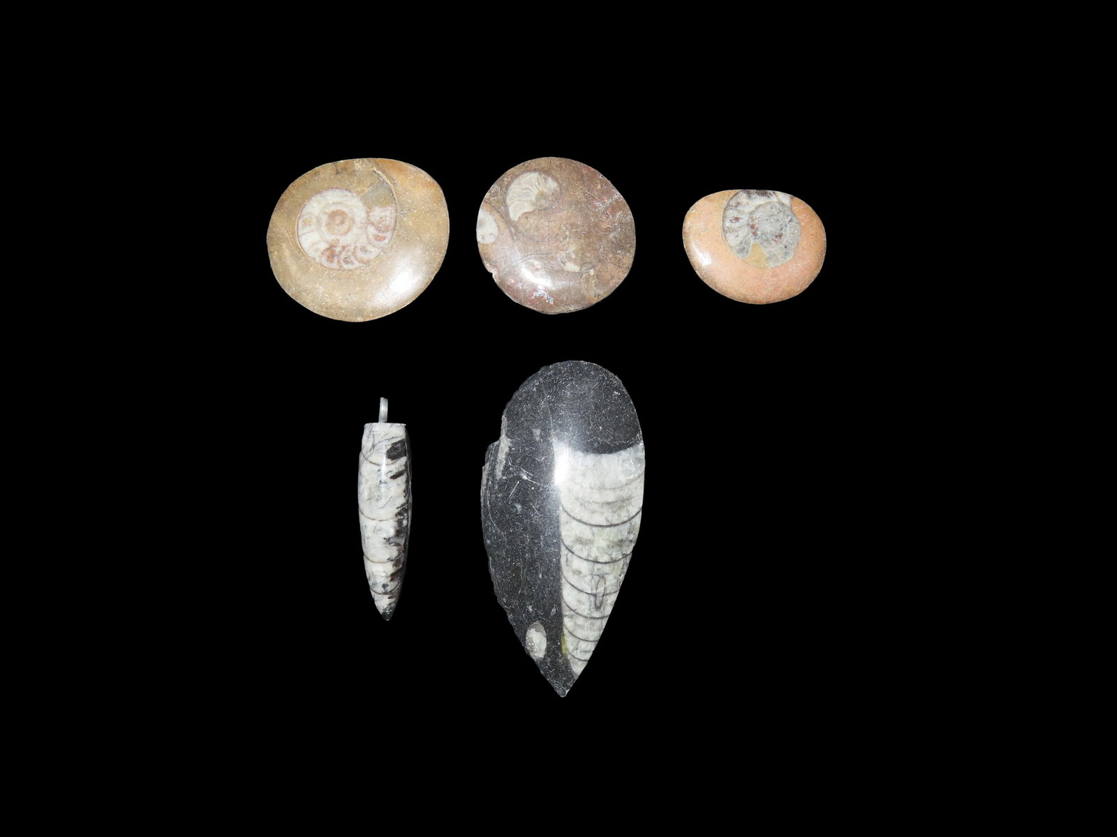 Lot of 5 Orthoceras Ammonite Fossil, Devonian Period (1 of 3)