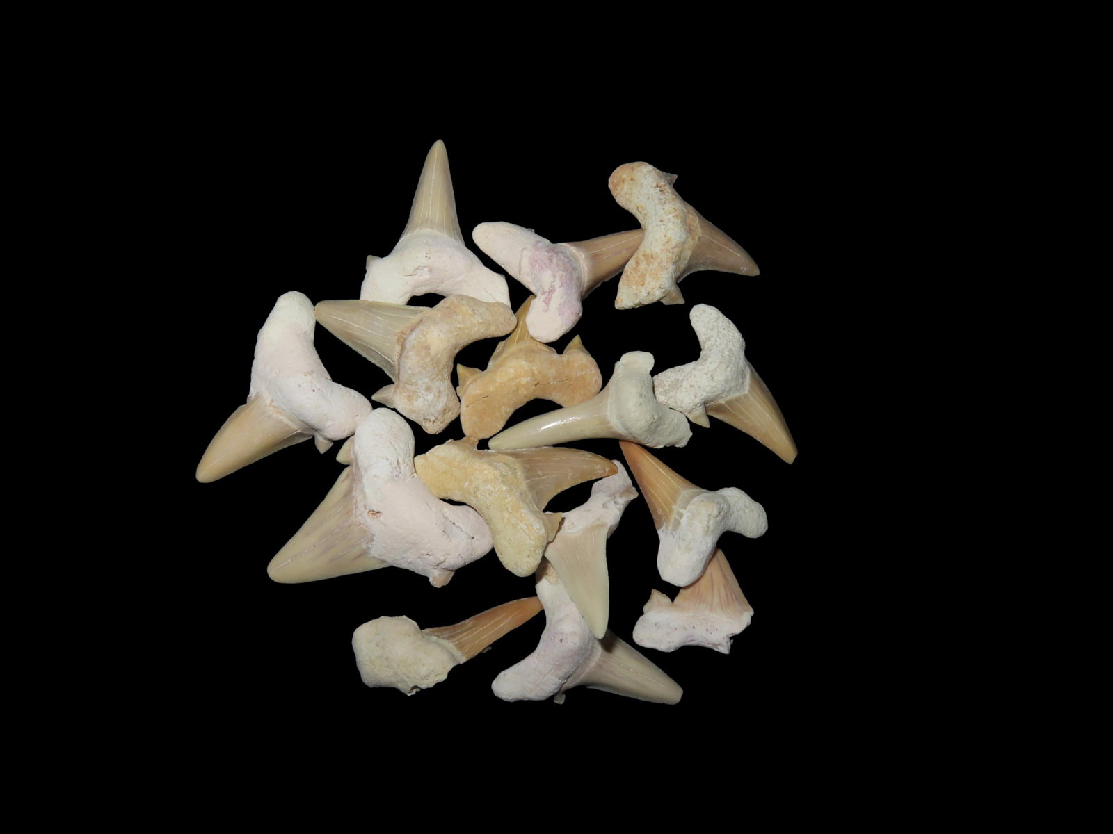 Lot of 15 Fossil Shark Teeth: Lot of 15 Fossil Shark Teeth