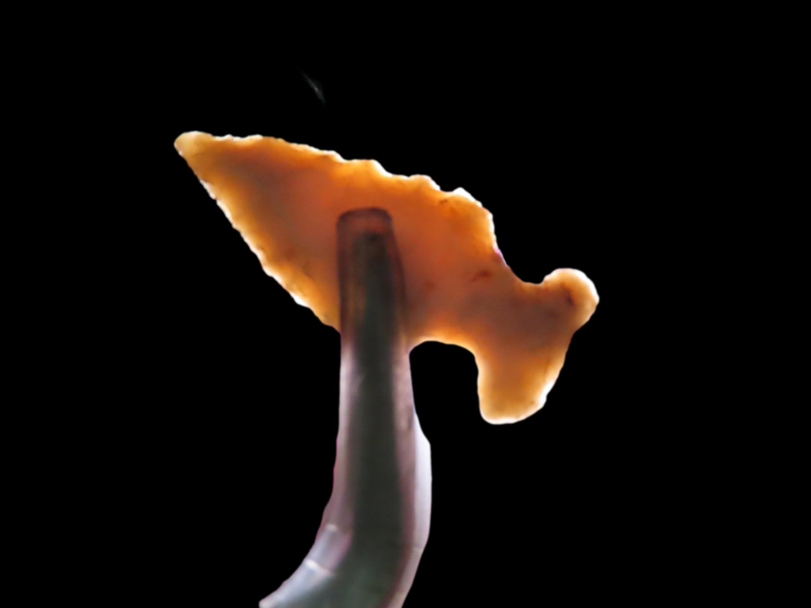 1 1/8" Shield Spike Bird Point, Ex. Bud Goodwin Collection, Adams / Pike County, Illinois: 1 1/8" Shield Spike Bird Point, Ex. Bud Goodwin Collection, Adams / Pike County, Illinois