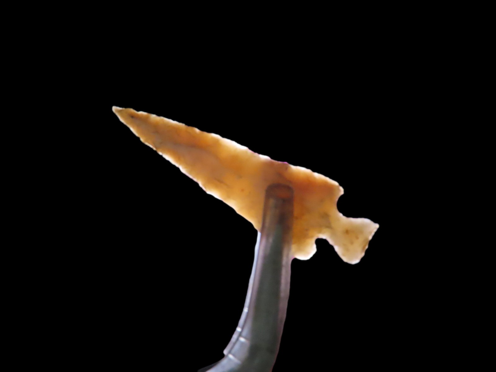 Amazing Scallorn Cahokia Bird point, St. Clair Co. Illinois. Finely flaked High Grade Example,: Amazing Scallorn Cahokia Bird point, St. Clair Co. Illinois. Finely flaked High Grade Example, Highly Translucent and micro serrated. A real gem!