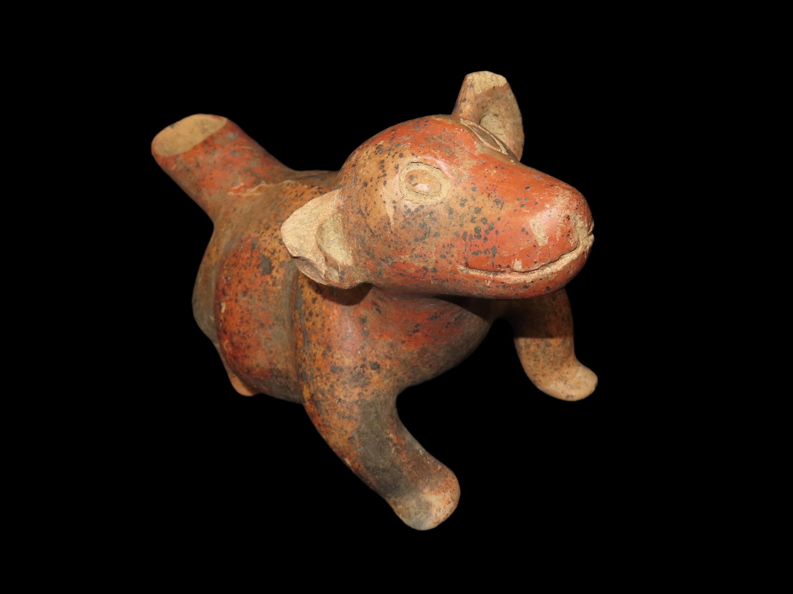 Incredible 12" Pre-Columbian Colima Dog Effigy. Mexico. Wonderful No Brainer example with amazing (1 of 8)