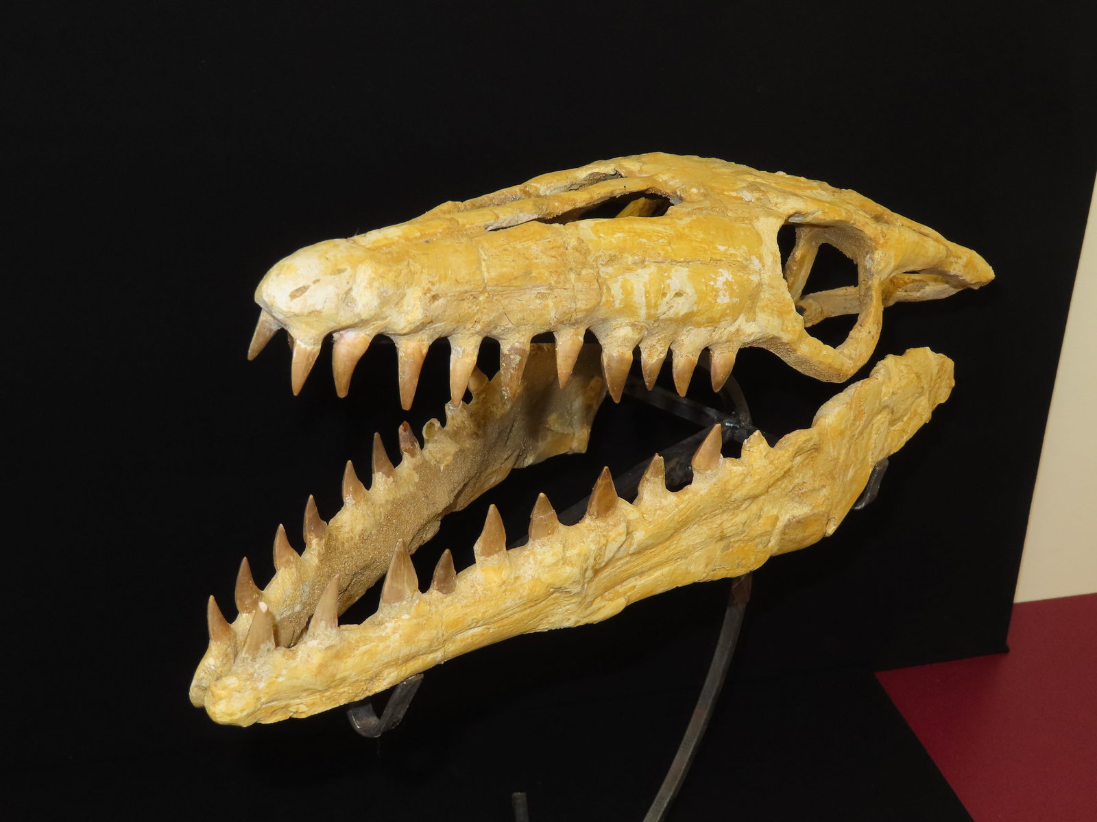 Incredible 19" Mosasaur Dinosaur Fossil Skull, Cretaceous, Circa 80-70 Million Years Old. Northern A - 11