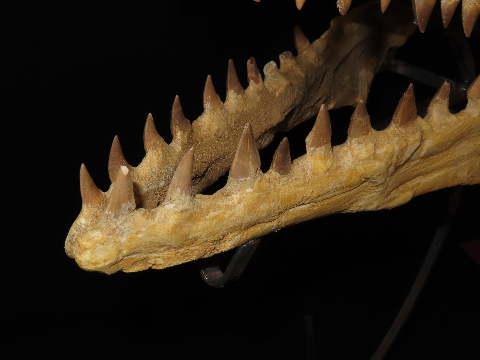 Incredible 19" Mosasaur Dinosaur Fossil Skull, Cretaceous, Circa 80-70 Million Years Old. Northern A - 4
