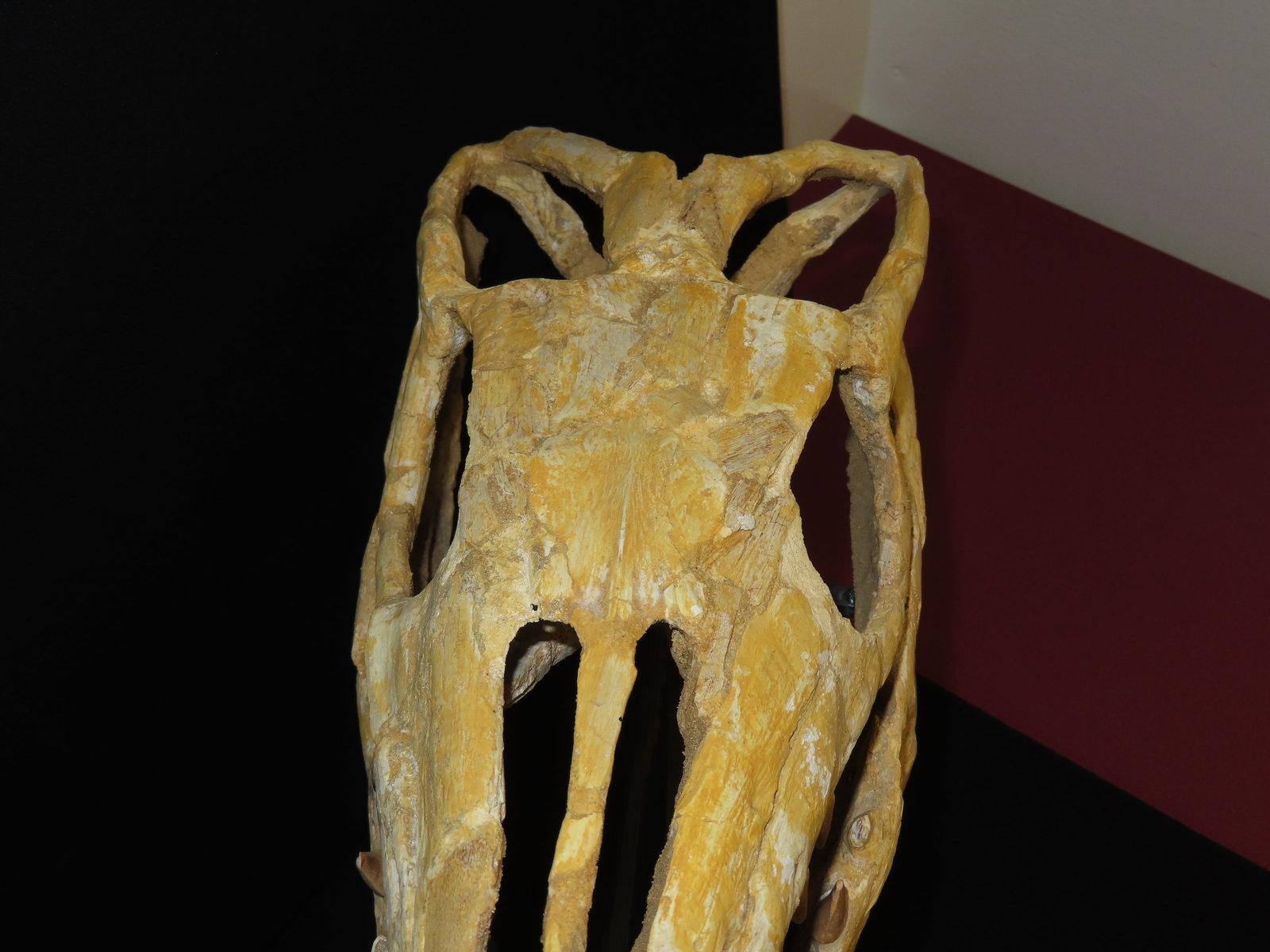 Incredible 19" Mosasaur Dinosaur Fossil Skull, Cretaceous, Circa 80-70 Million Years Old. Northern A - 5