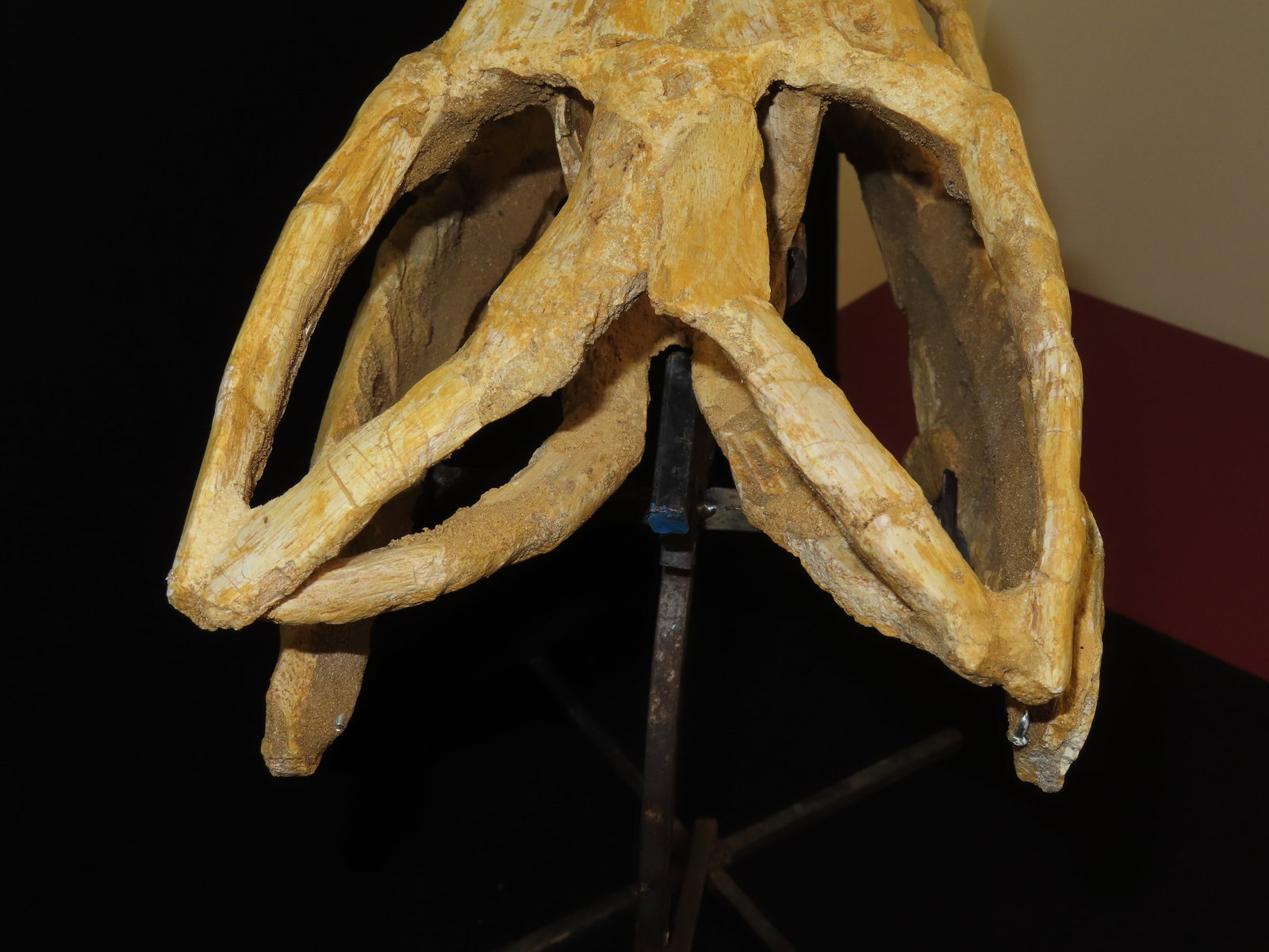 Incredible 19" Mosasaur Dinosaur Fossil Skull, Cretaceous, Circa 80-70 Million Years Old. Northern A - 8