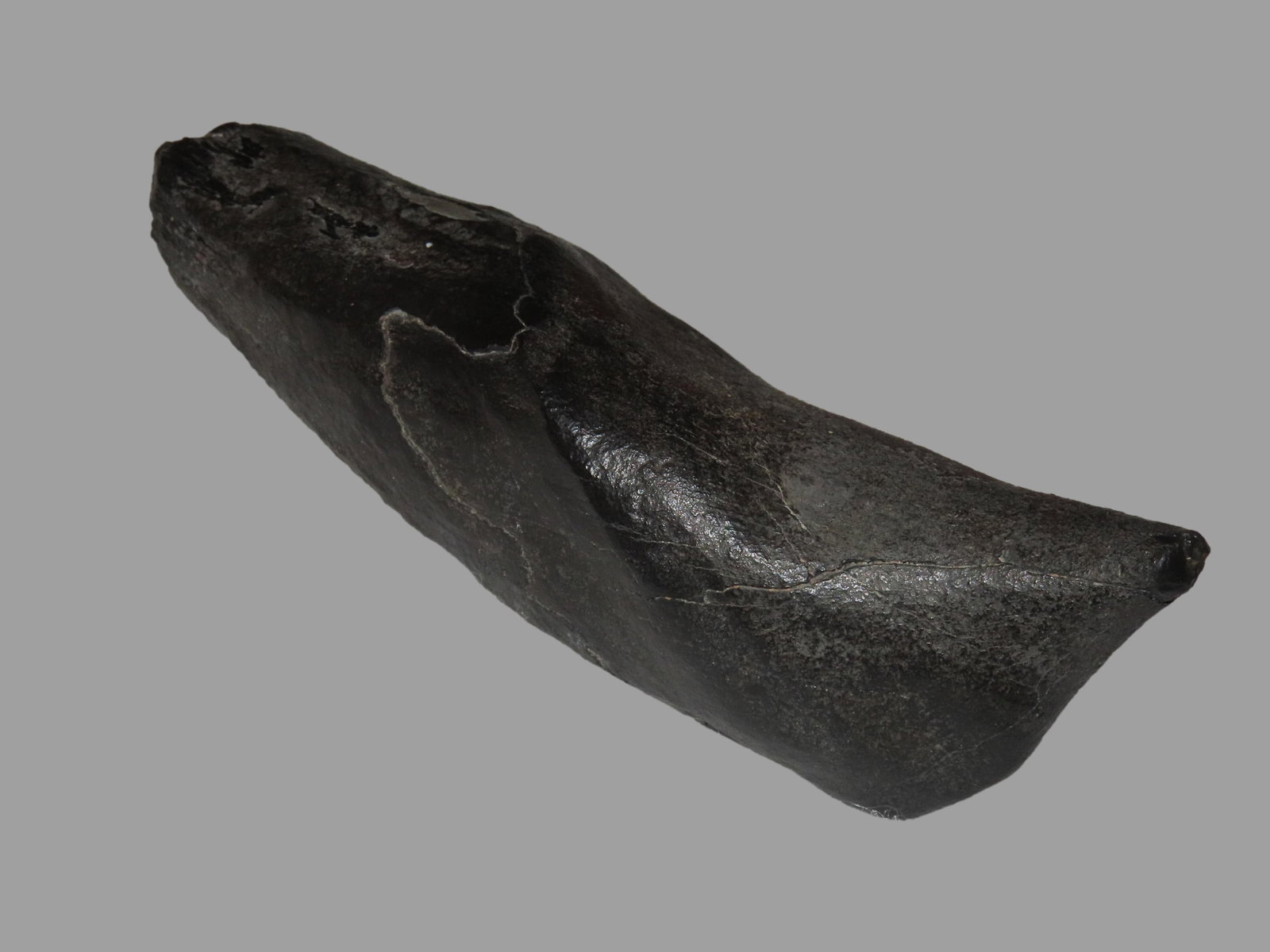 Rare 6" Prehistoric Spem Whale Tooth / Fossil, 4.5 to 22 million year old Miocene/Pliocene Whale: Rare 6" Prehistoric Spem Whale Tooth / Fossil, 4.5 to 22 million year old Miocene/Pliocene Whale tooth, found in Florida. The Sperm Whale ruled the ancient seas and shared the title of "king" with the