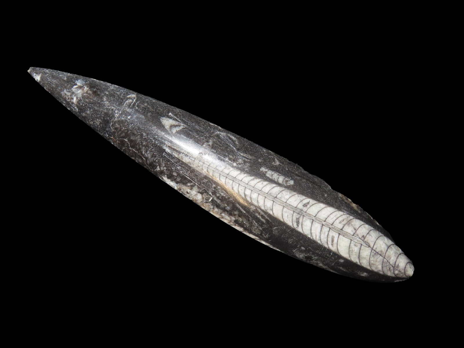 Amazing 7" Polished Orthoceras Fossil, 500-200 Million years old, Triassic Period. Nice Large: Amazing 7" Polished Orthoceras Fossil, 500-200 Million years old, Triassic Period. Nice Large example that displays well!