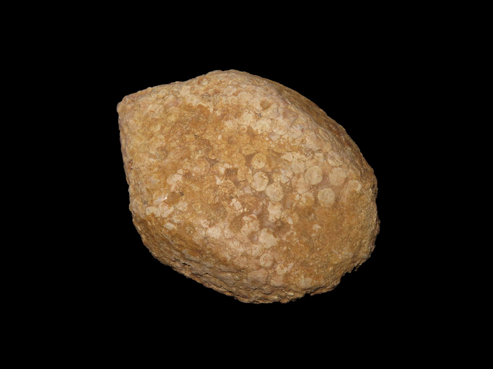 Dinosaur Era Skin / Scales Fossil from Morocco. Paleocene to Miocene Era, 5 to 66 Million Years Old: Dinosaur Era Skin / Scales Fossil from Morocco. Paleocene to Miocene Era, 5 to 66 Million Years Old