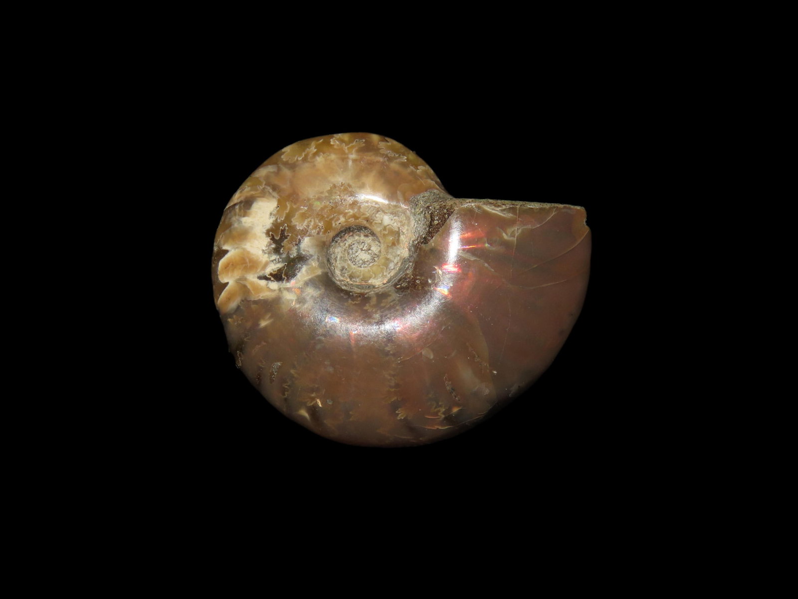 Beautiful Irredescent Polished Ammonite Fossil, Amazing Colors, Highly Polished Example with amazing (1 of 6)