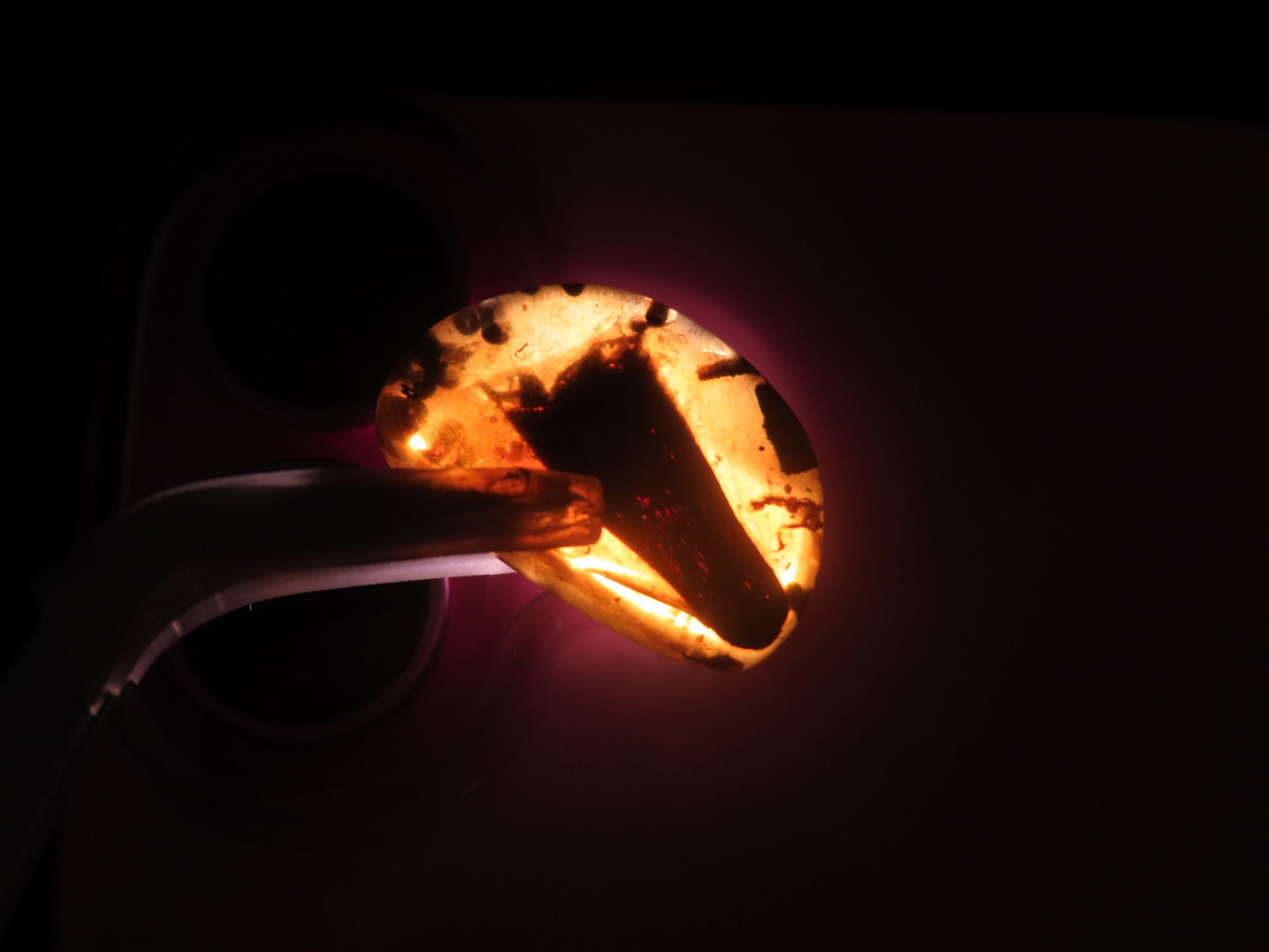 Incredible Fossil Amber with Multiple Distinct Encased Bugs / Insecsts.One bug looks like the Devil, - 2