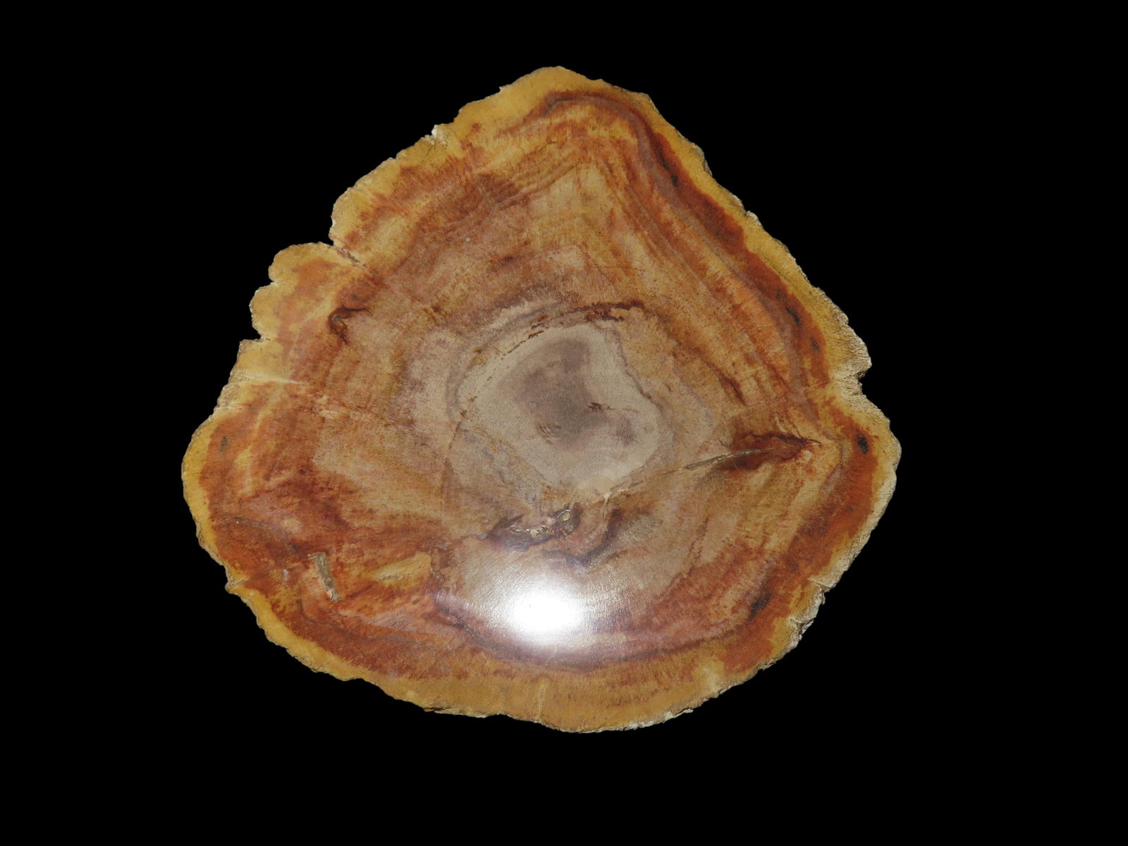 Large Colorful Polished Slab of Petrified Wood. Fully Polished on Both Sides, 6 1/2" long by 6 1/4": Large Colorful Polished Slab of Petrified Wood. Fully Polished on Both Sides, 6 1/2" long by 6 1/4" wide by 3/4" thick. Beautiful Colorful Example.