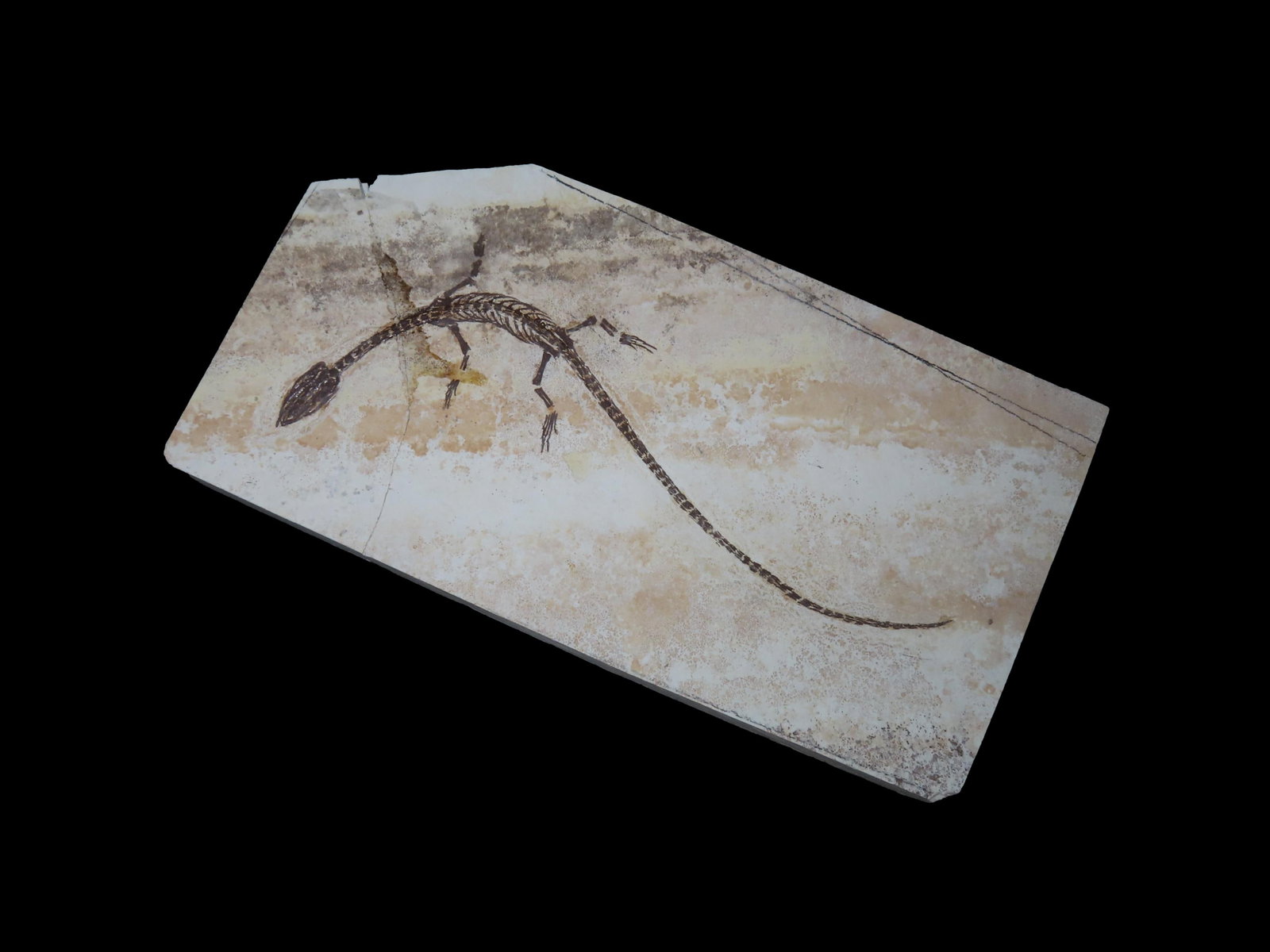 Amazing 8 1/2" Dinosaur Keichousaurus / Nothosaur Fossil, 50-250 Million Year Old Amphibian Marine: Amazing 8 1/2" Dinosaur Keichousaurus / Nothosaur Fossil, 50-250 Million Year Old Amphibian Marine Reptime Dino Fossil, Broken & Glued as Shown