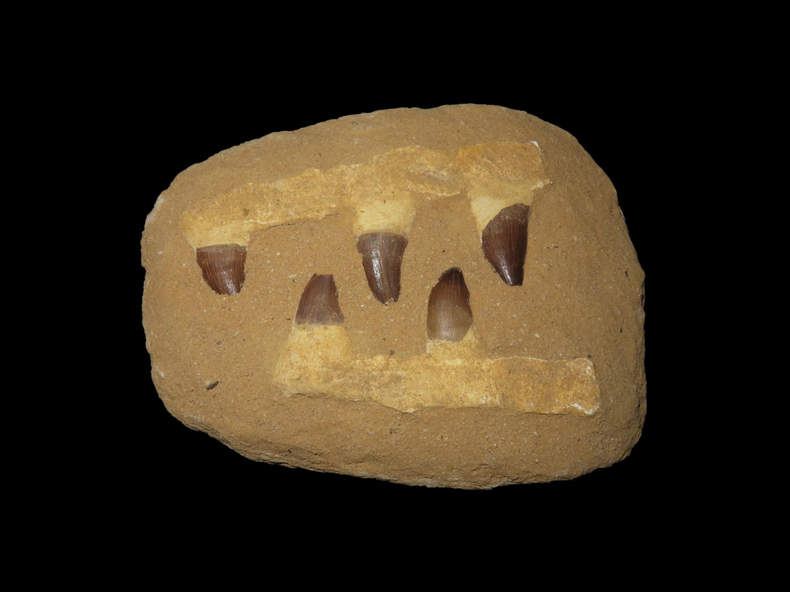Huge Mosasaur Dinosaur Fossil Jaws in Matrix, 5-66 Million Years Old. Morocco. Paleocene to Miocene: Huge Mosasaur Dinosaur Fossil Jaws in Matrix, 5-66 Million Years Old. Morocco. Paleocene to Miocene