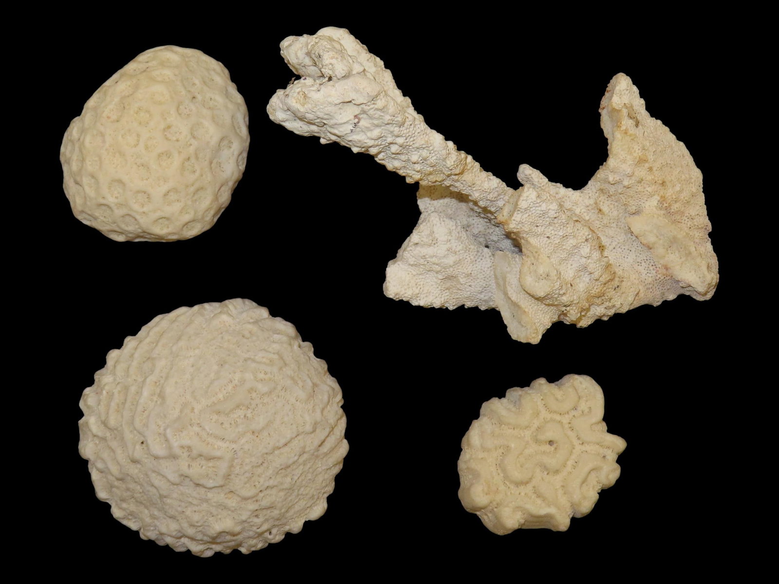 Lot of 4 Coral Pieces, Brain Coral Types and Brain Coral Types (1 of 6)