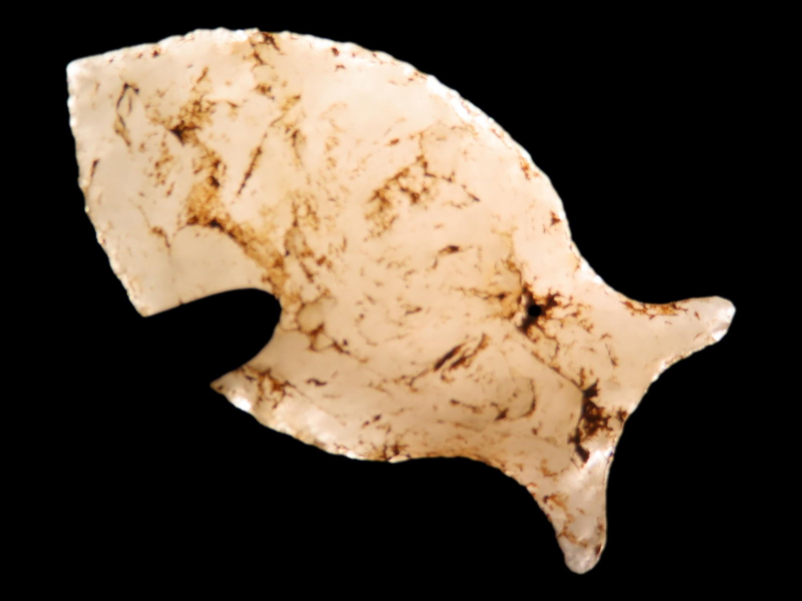 1 7/16" Paleo Point, North Carolina (1 of 9)
