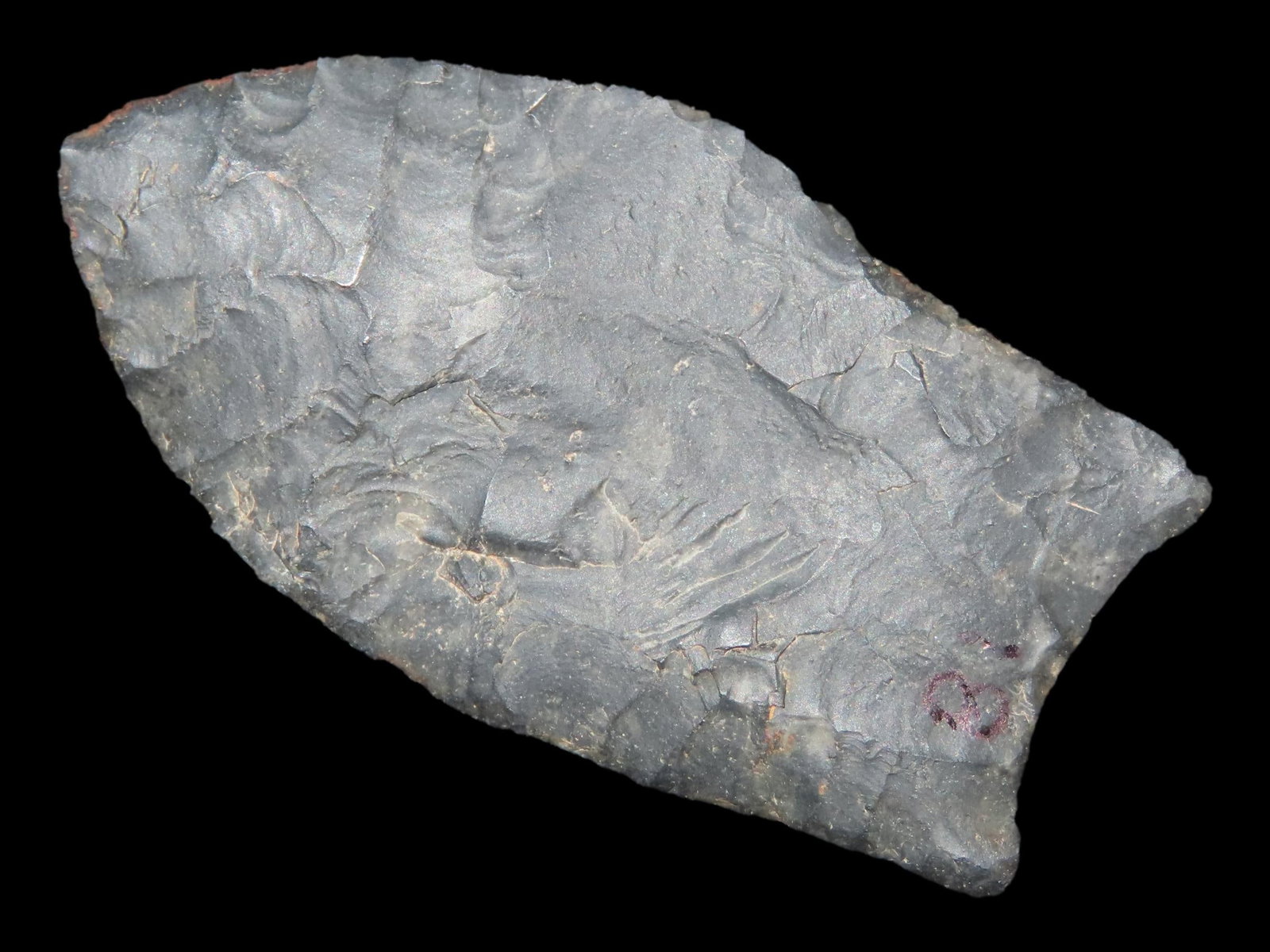 2 1/4" x 1 1/4" Pelican, Pitkin Chert, Greene Co., Arkansas, Motley & Leithoff COA (1 of 14)