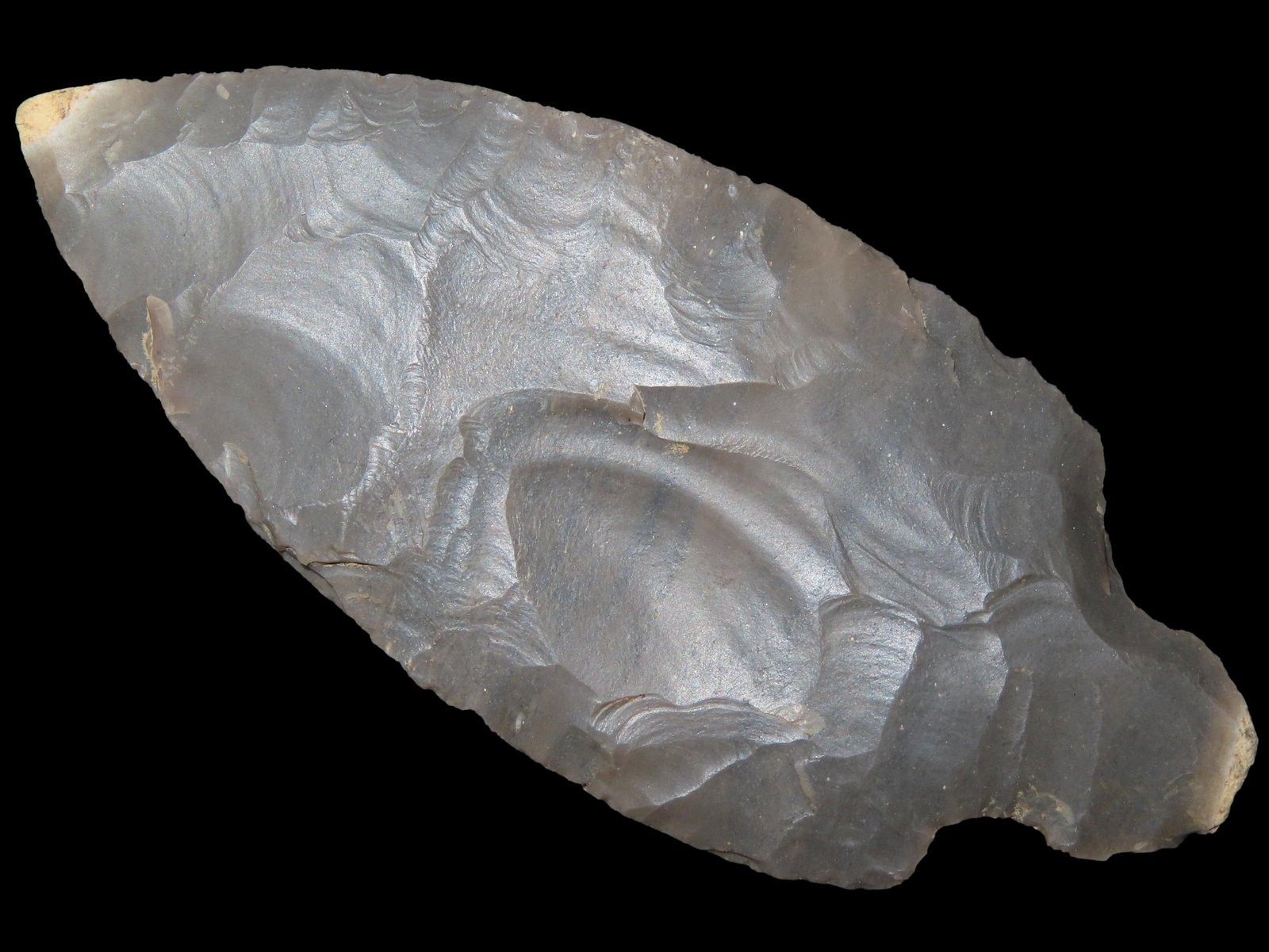 2 3/4" x 1 3/16" Turkeytail, Hornstone, Indiana, Davis COA (1 of 13)