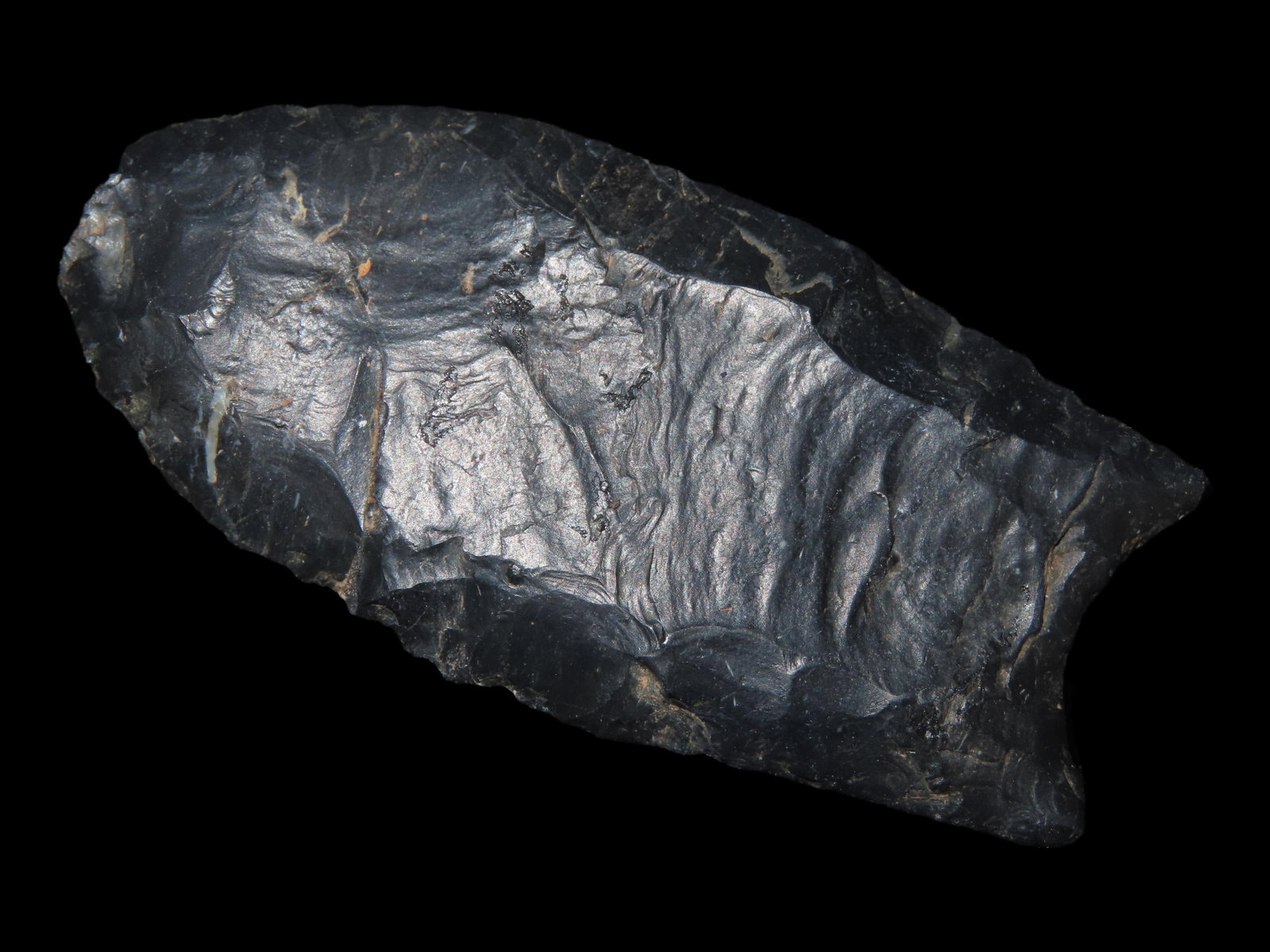 2 5/8" x 1 1/4" Clovis, Coshocton Chert, Wood Co., Ohio, Motley & Leithoff COA (1 of 13)
