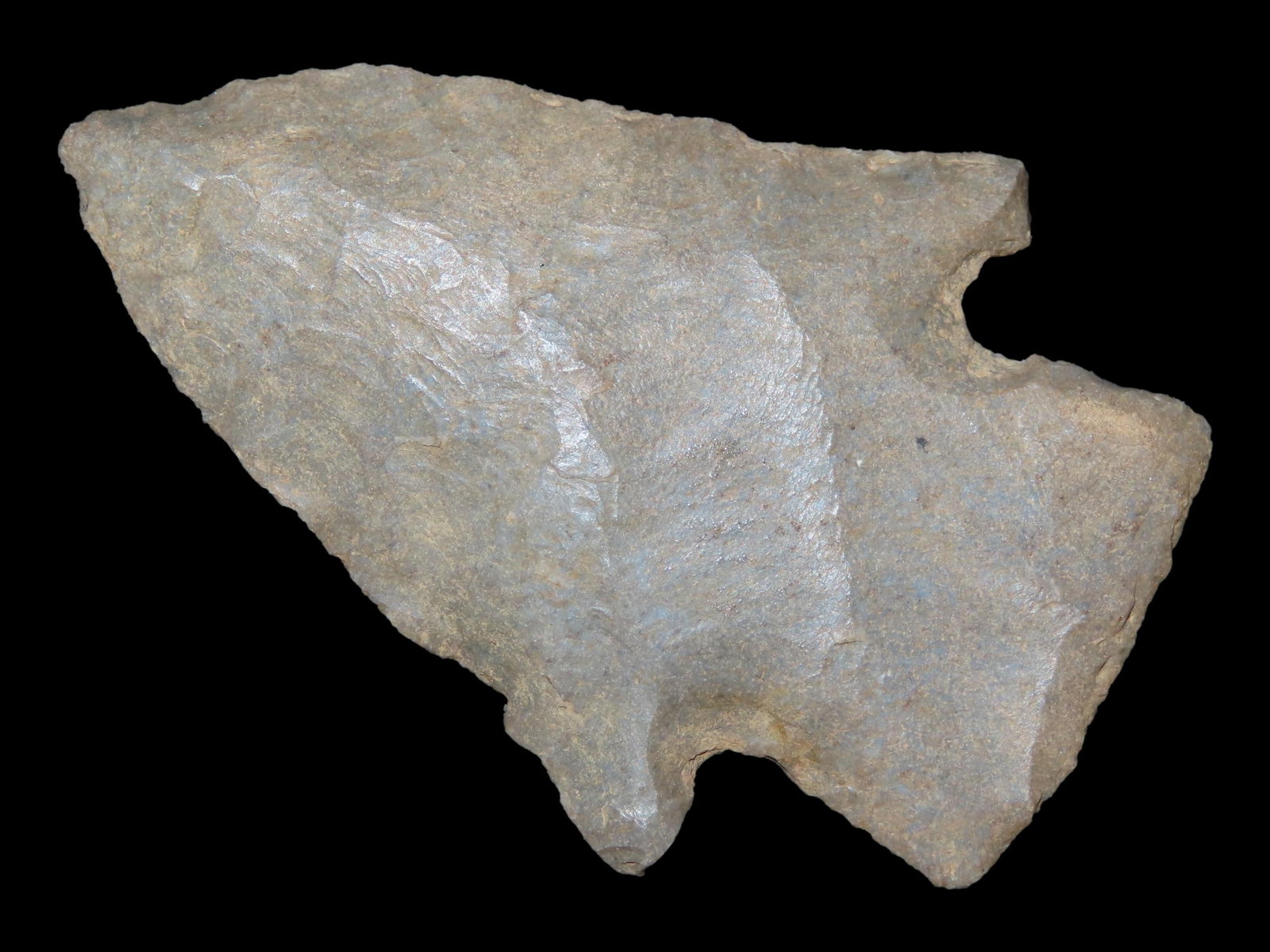 2 3/8" x 1 5/8" Big Slough, Fort Payne Chert, Kentucky, Davis COA (1 of 13)