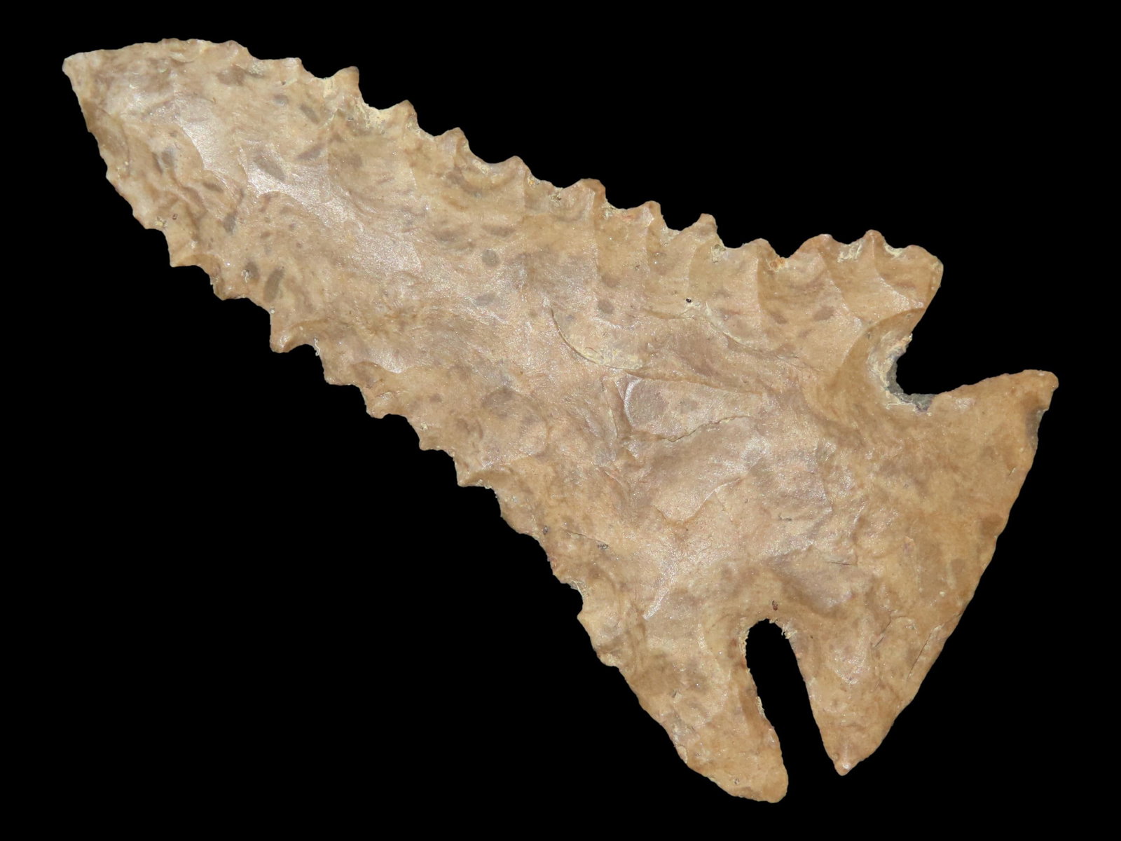 2 5/8" x 1 3/8" Pinetree, Fort Payne Chert, Western Kentucky, Dickey COA, Motley / Leithoff COA (1 of 14)