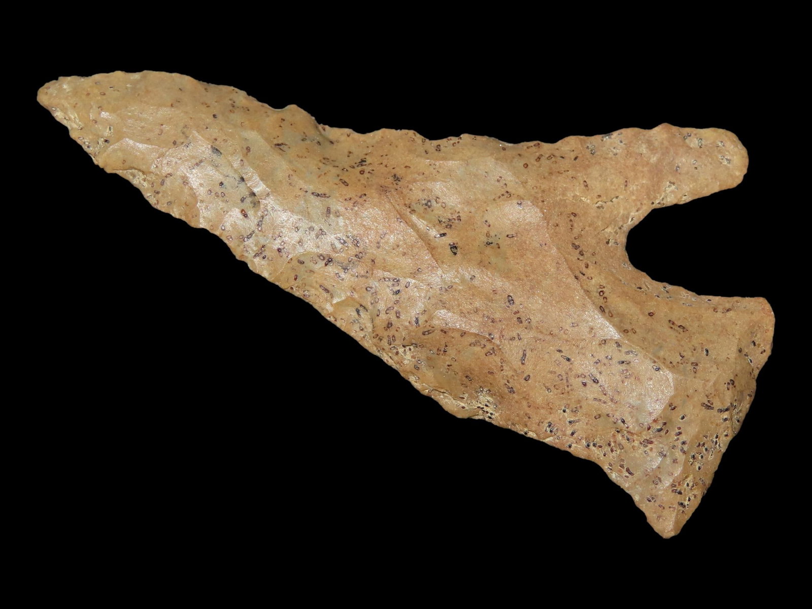 2 13/16" x 1 1/2" Pipe Creek (Single Notch), Fort Payne Chert, Tennessee, Davis COA (1 of 10)