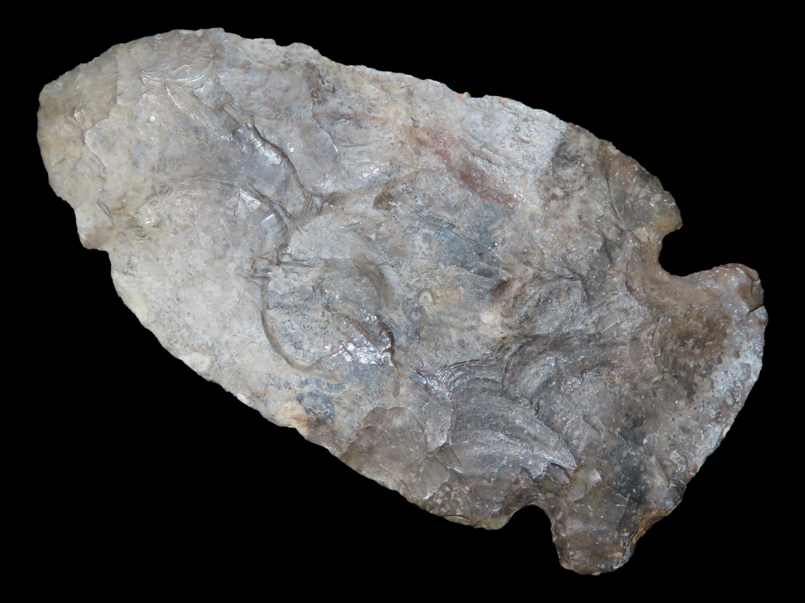 2 7/8" x 1 1/2" Big Slough, Heated Fossiliferous Chert, Tennessee, Ex. Josh Davis (1 of 7)