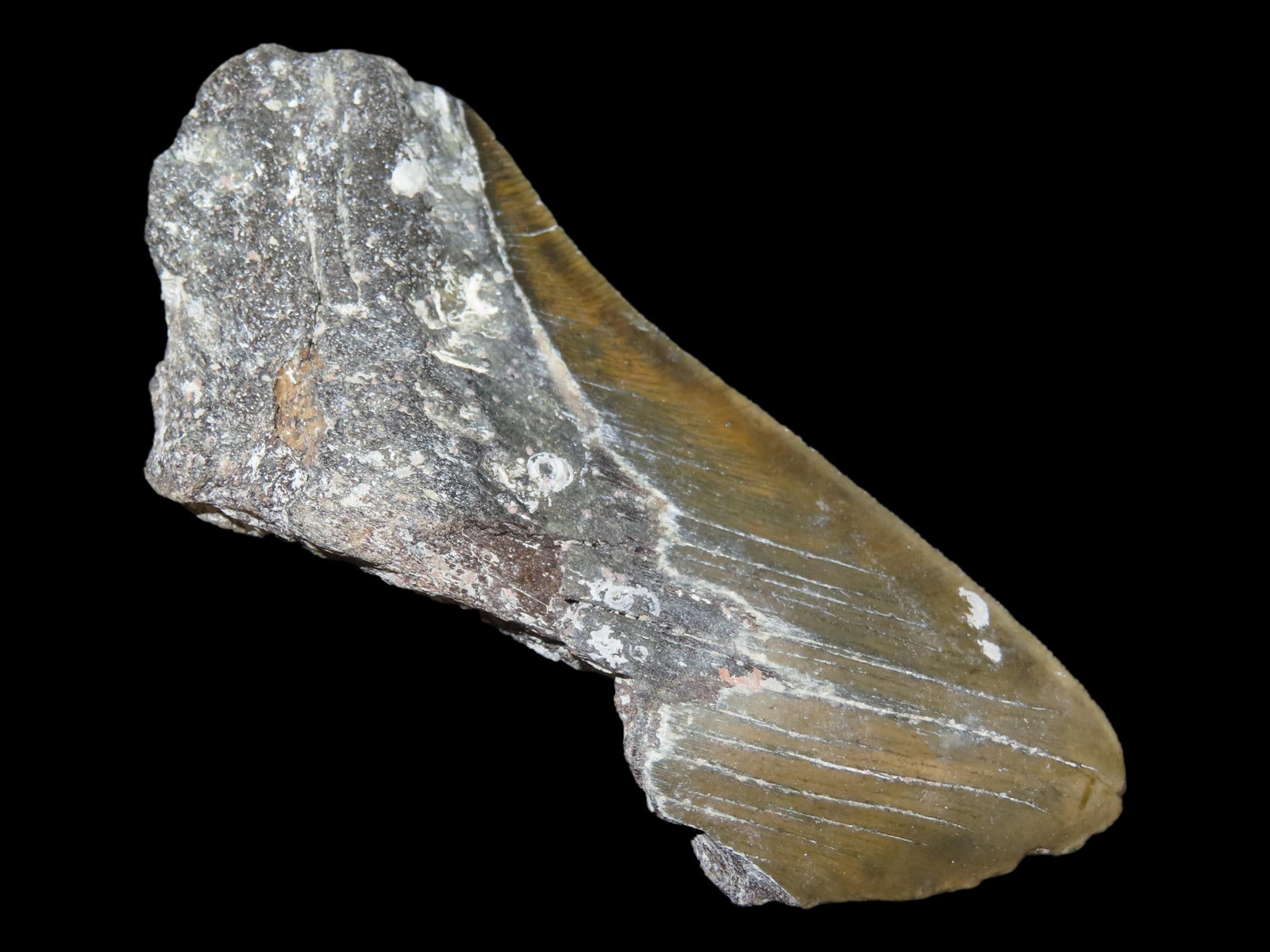 4 5/8" Megalodon Shark Tooth Fossil, Found in Florida (1 of 7)