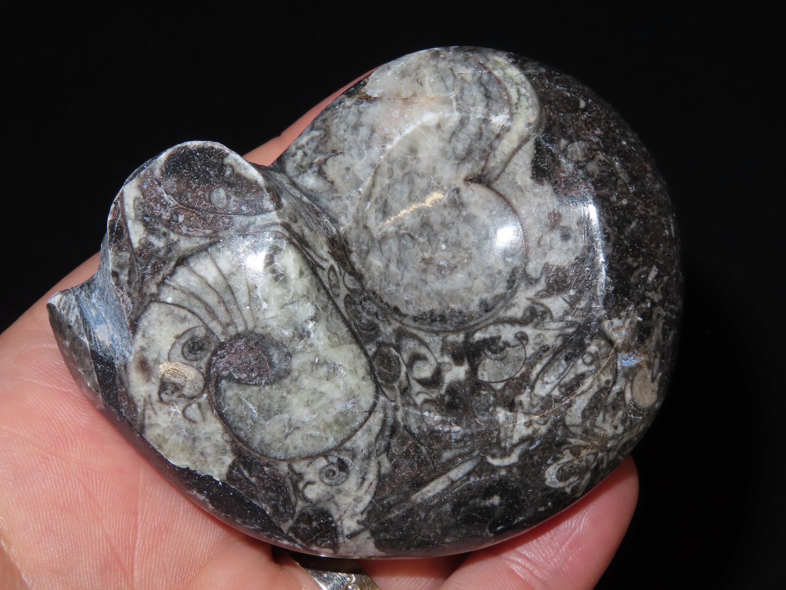3 1/8" x 2 5/8" Polished Ammonite Fossil (1 of 4)