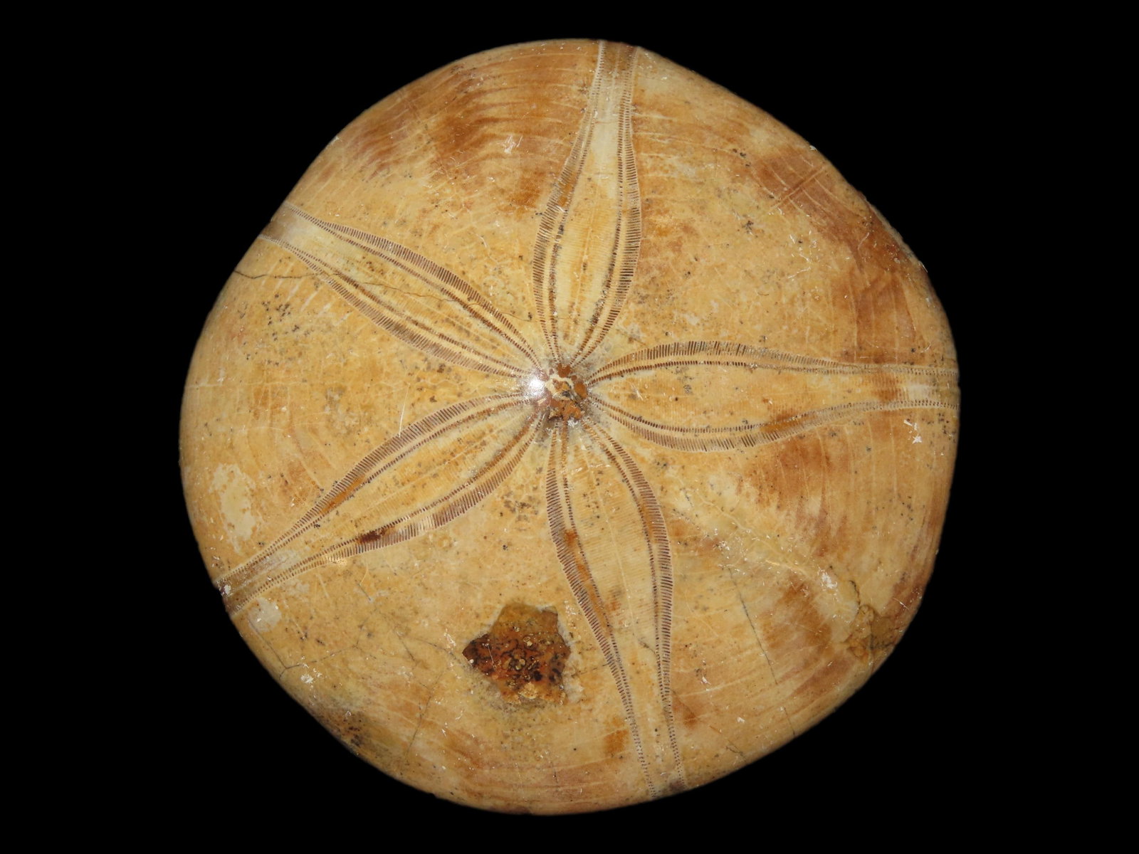3 1/2" x 3 1/2" Sea Urchin Starfish Fossil, Madagascar, Jurassic Period, 160 MYO (1 of 6)
