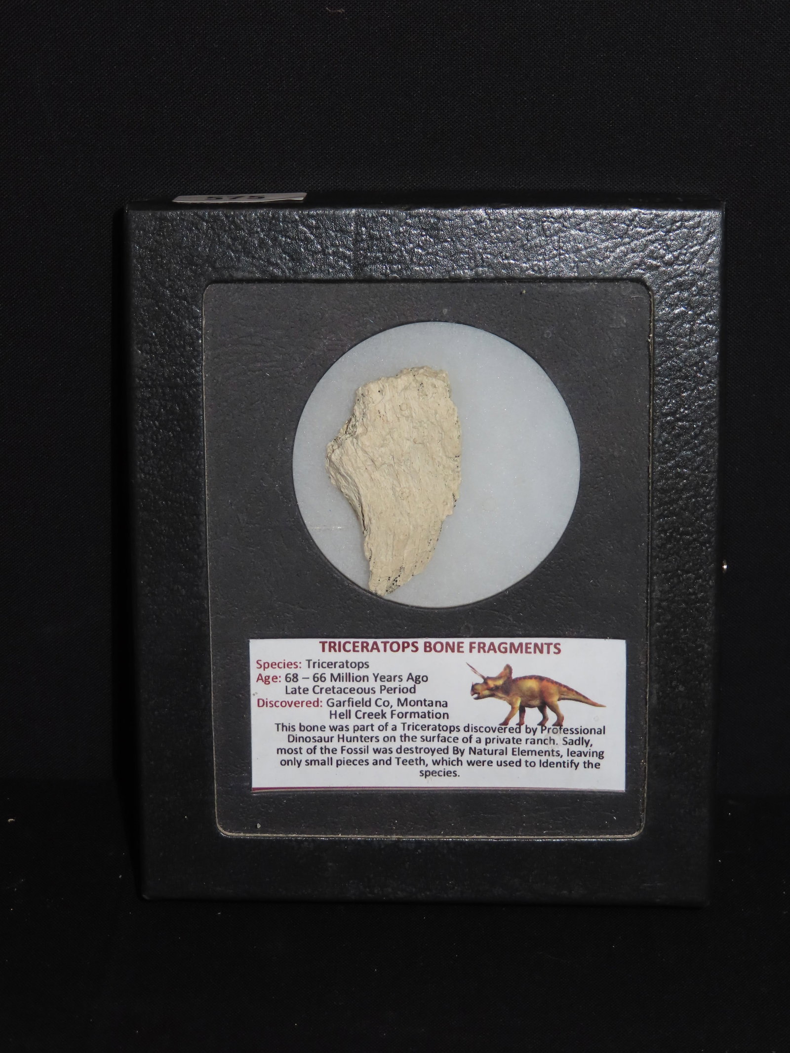1 3/4" Triceratops Bone Fragment, Late Cretaceous Period, Garfield Co., Montana, Hell Creek (1 of 3)