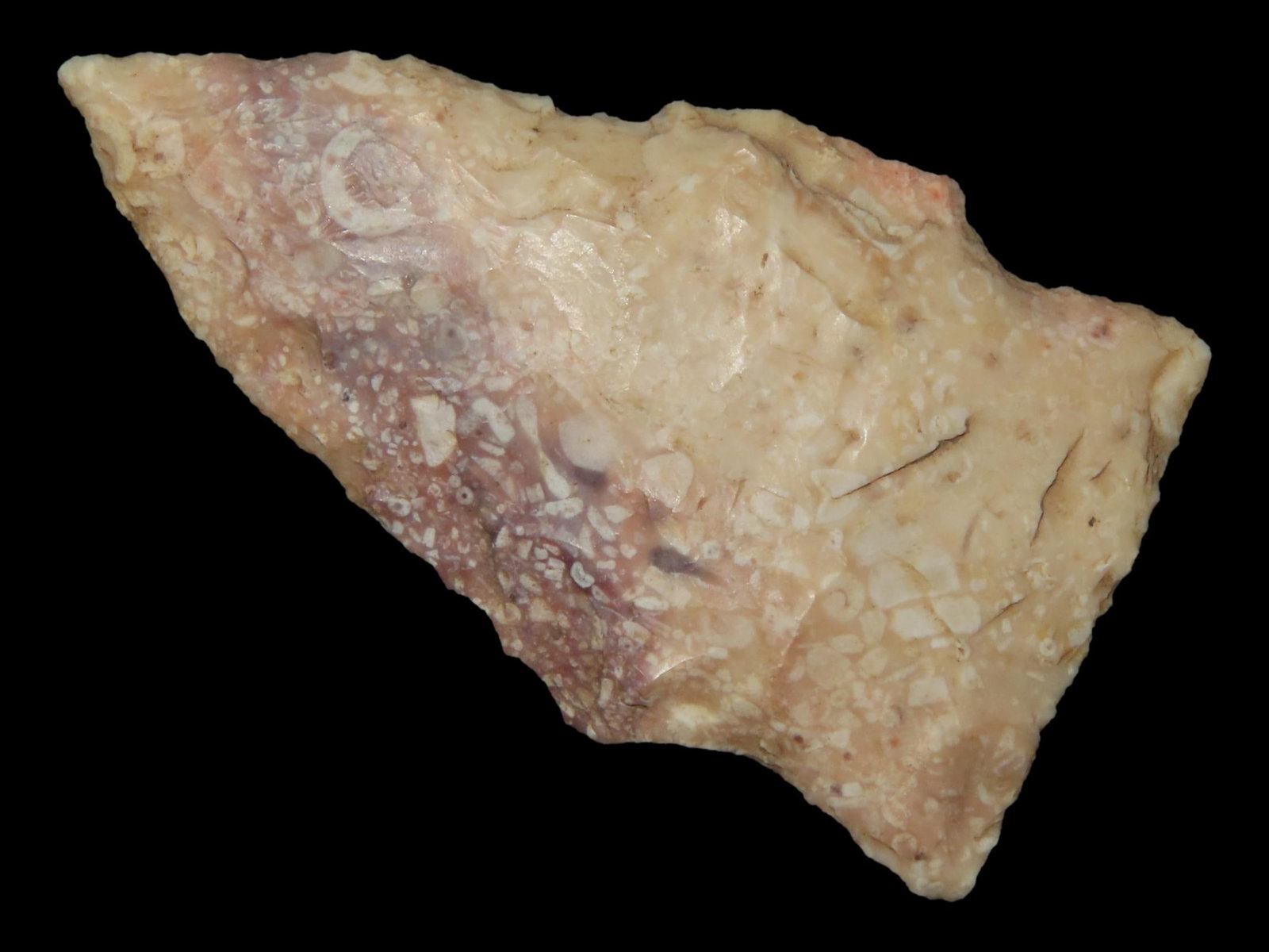 2 3/16" Fossilized Rice Side Notch with Crinoids, Ex. Schoon, Woodland, Illinois (1 of 6)